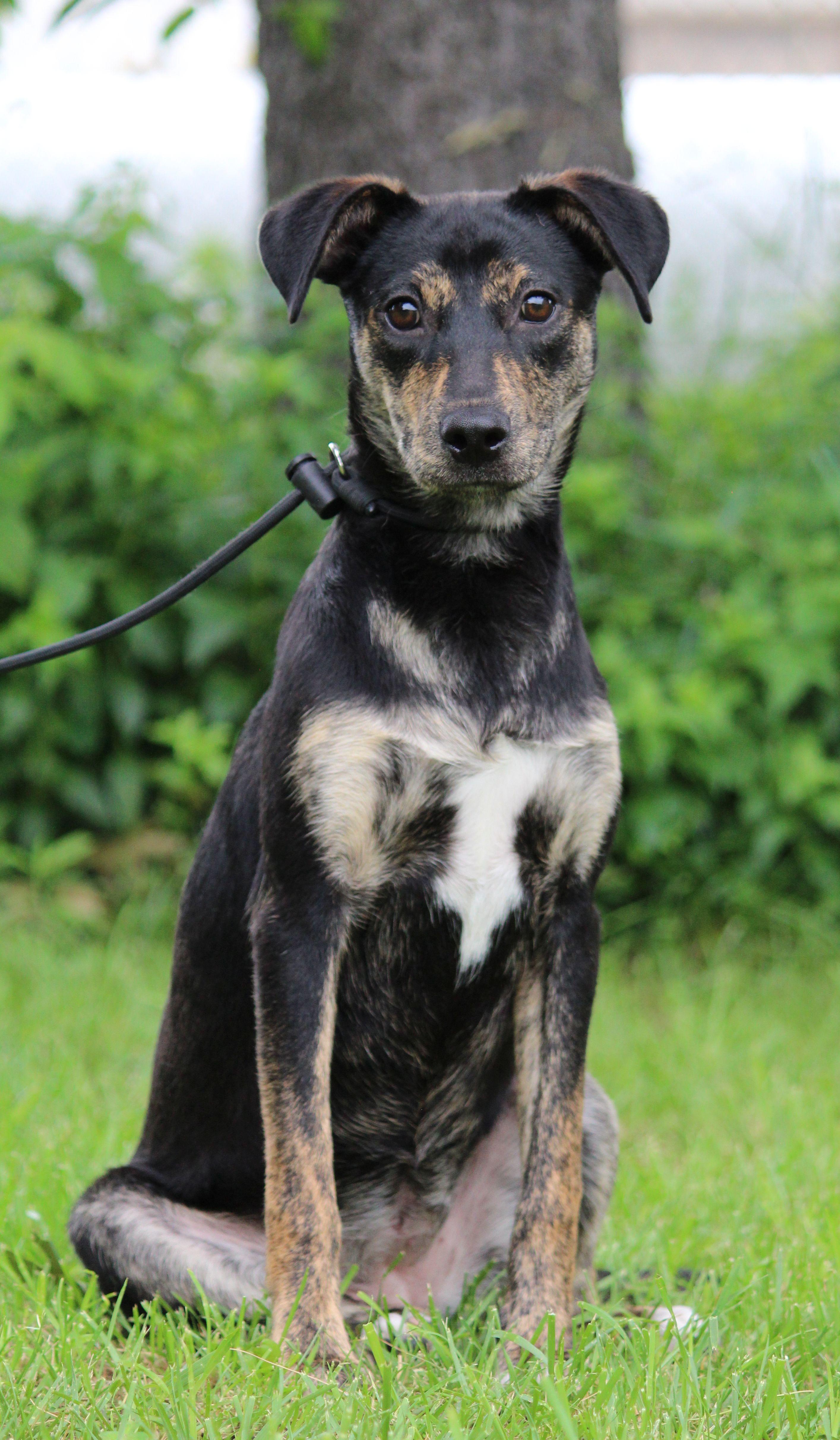 Chicha, a ADOPTABLE Mixed Breed in Portage, WI image 3/6
