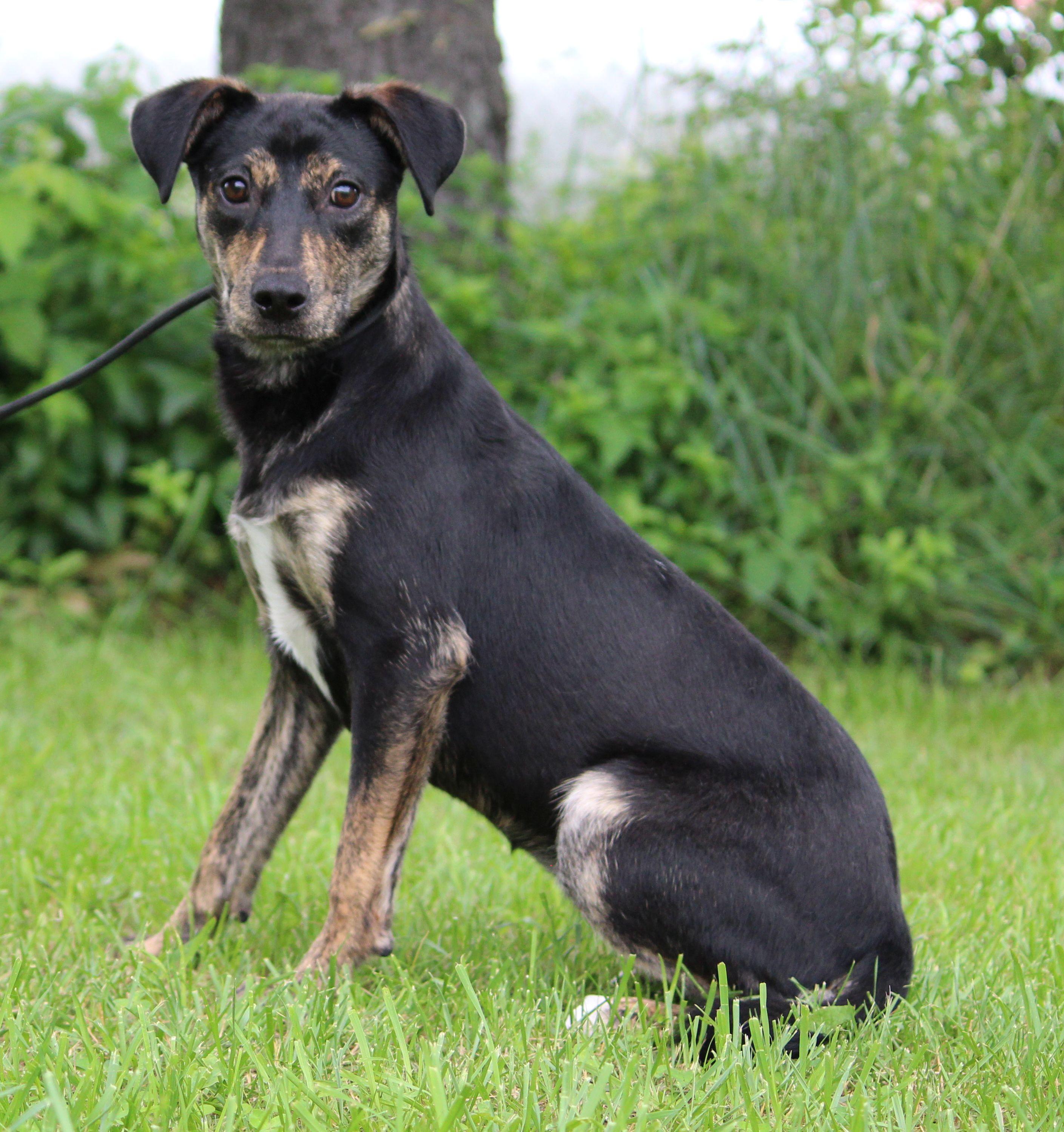 Chicha, a ADOPTABLE Mixed Breed in Portage, WI image 2/6