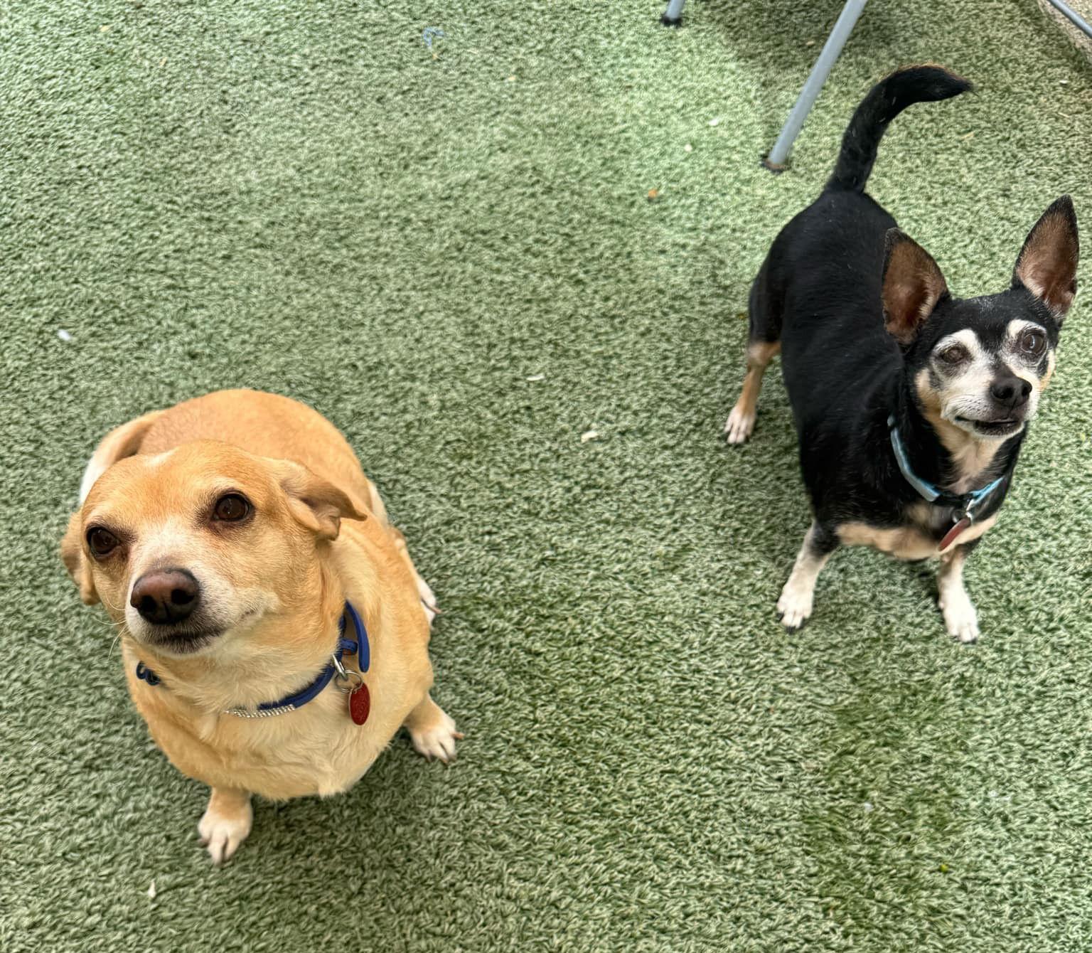 Enlarge Jersey & Duke-Bonded Pair, a Adopted Chihuahua in Phoenix, AZ image 1/3