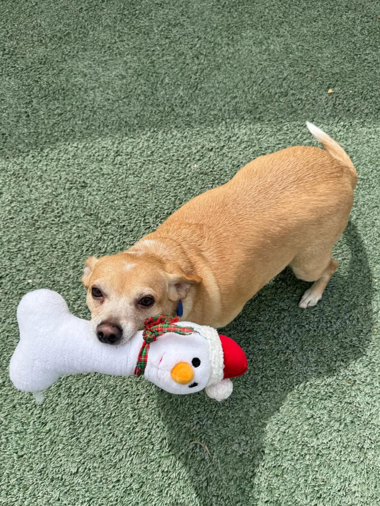 Enlarge Jersey & Duke-Bonded Pair, a Adopted Chihuahua in Phoenix, AZ image 2/3