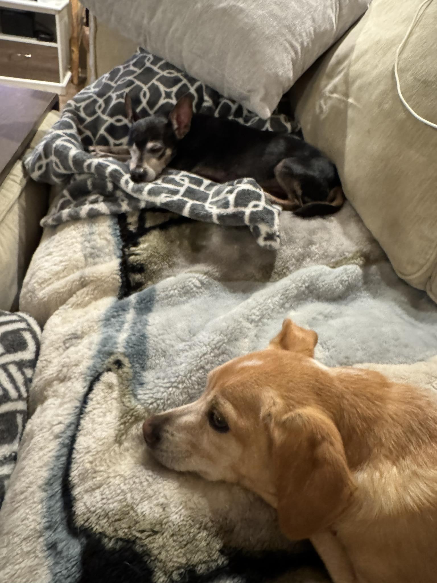 Enlarge Jersey & Duke-Bonded Pair, a Adopted Chihuahua in Phoenix, AZ image 3/3