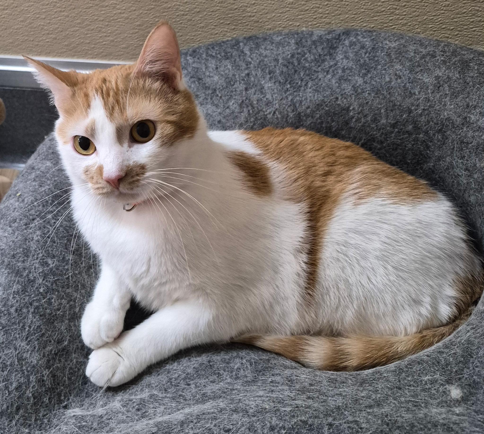 Enlarge Oliver, a ADOPTABLE Domestic Short Hair in Tomah, WI image 5/5