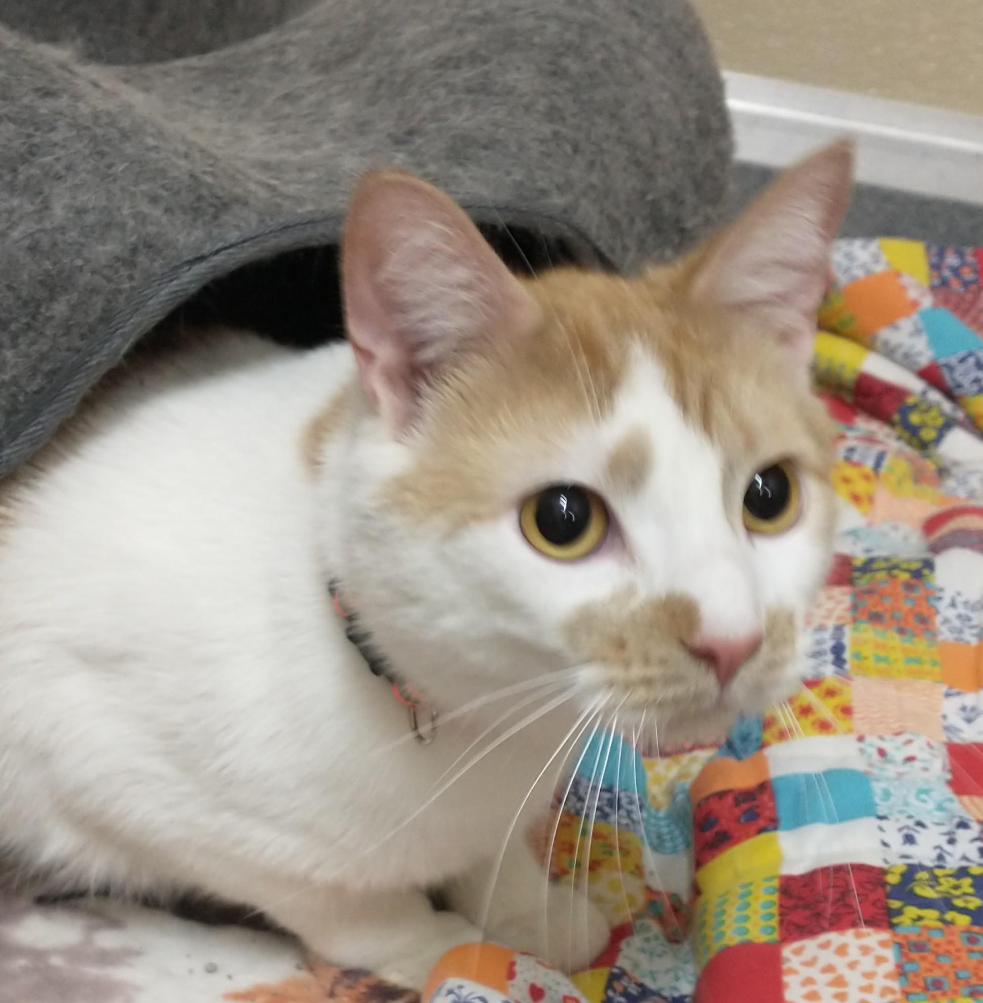 Enlarge Oliver, a ADOPTABLE Domestic Short Hair in Tomah, WI image 2/5