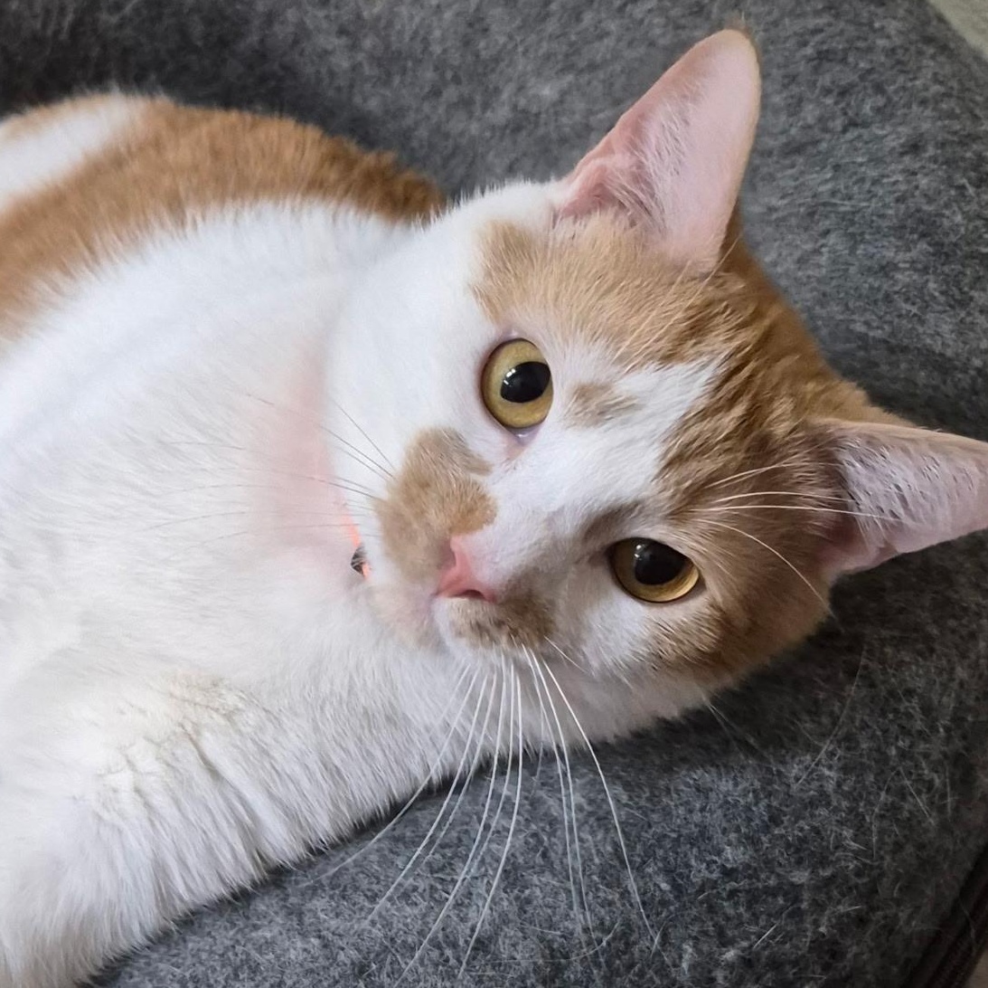 Oliver, ADOPTABLE, Adult Male Domestic Short Hair.