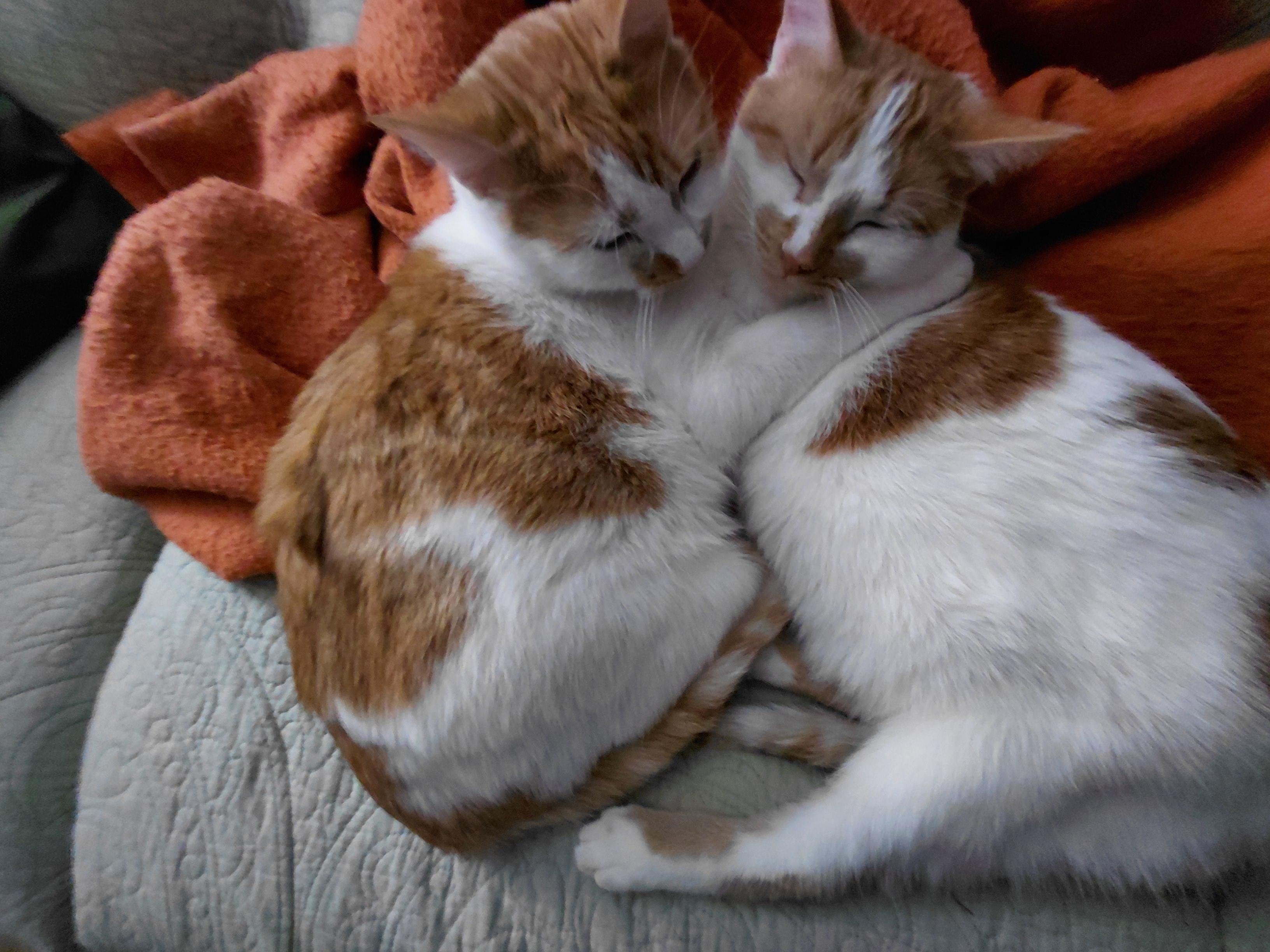 Enlarge Oliver, a ADOPTABLE Domestic Short Hair in Tomah, WI image 3/5