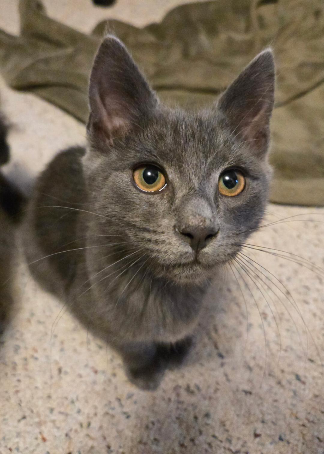 Emile, adopted, Kitten Male Domestic Short Hair.