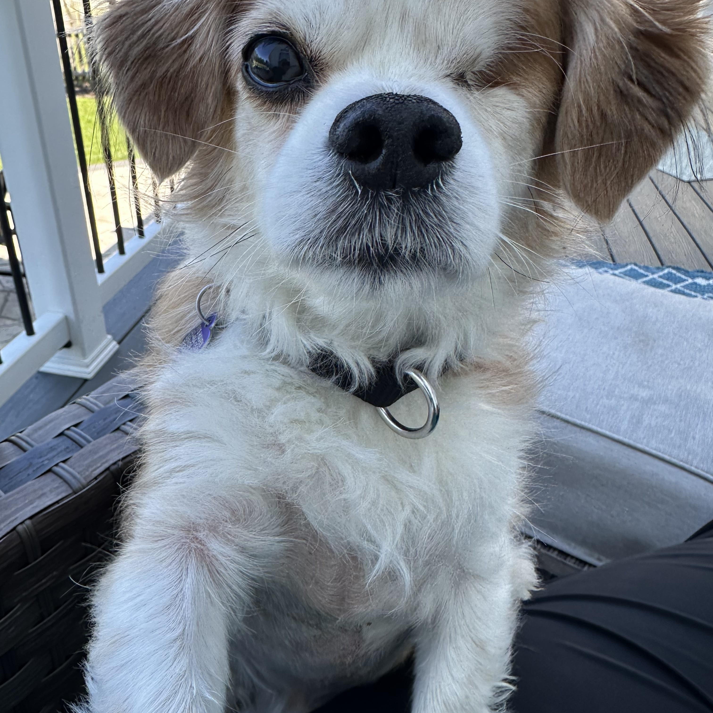 Fitz, an adopted mixed breed in Rockville, MD image 5/6