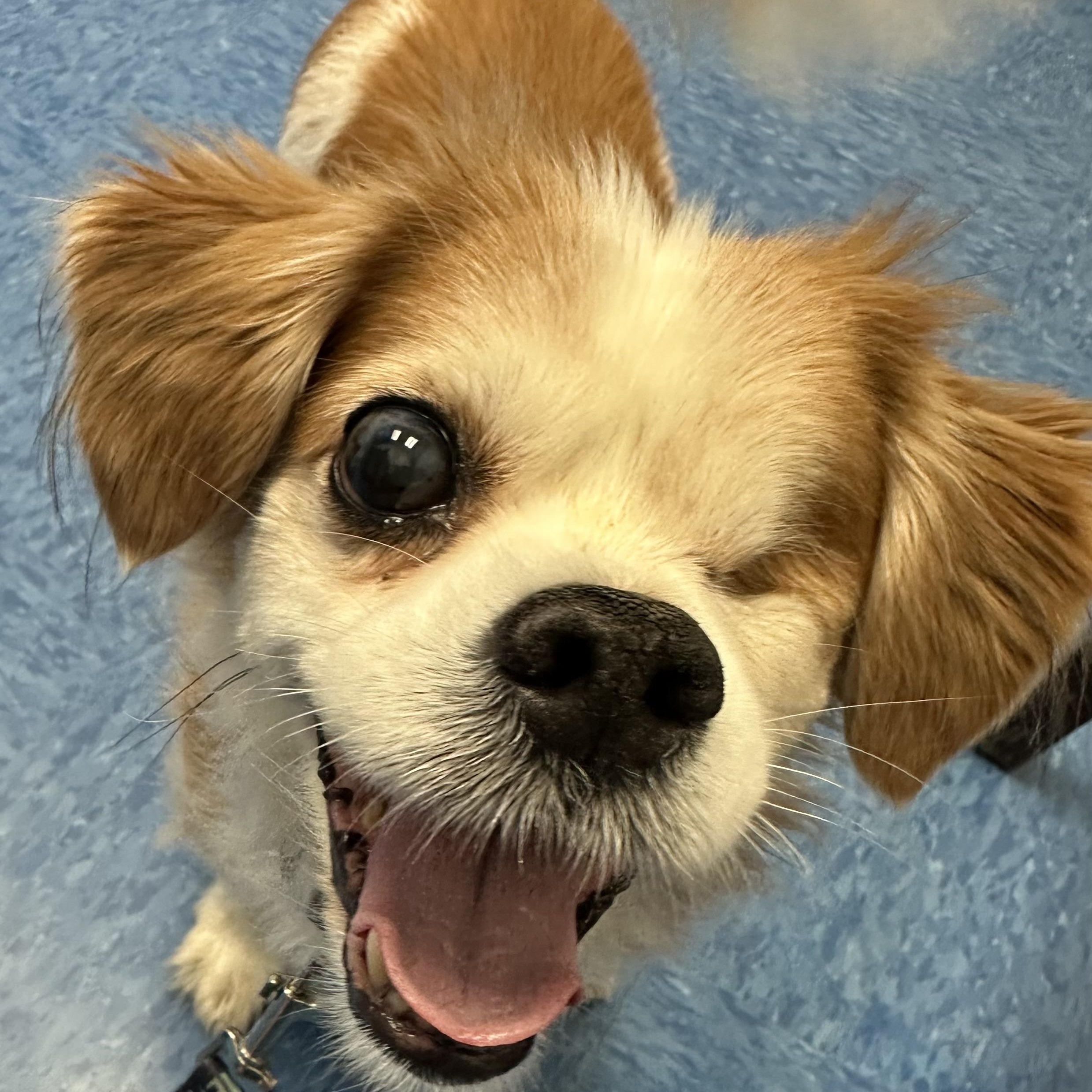 Fitz, an adopted mixed breed in Rockville, MD image 4/6