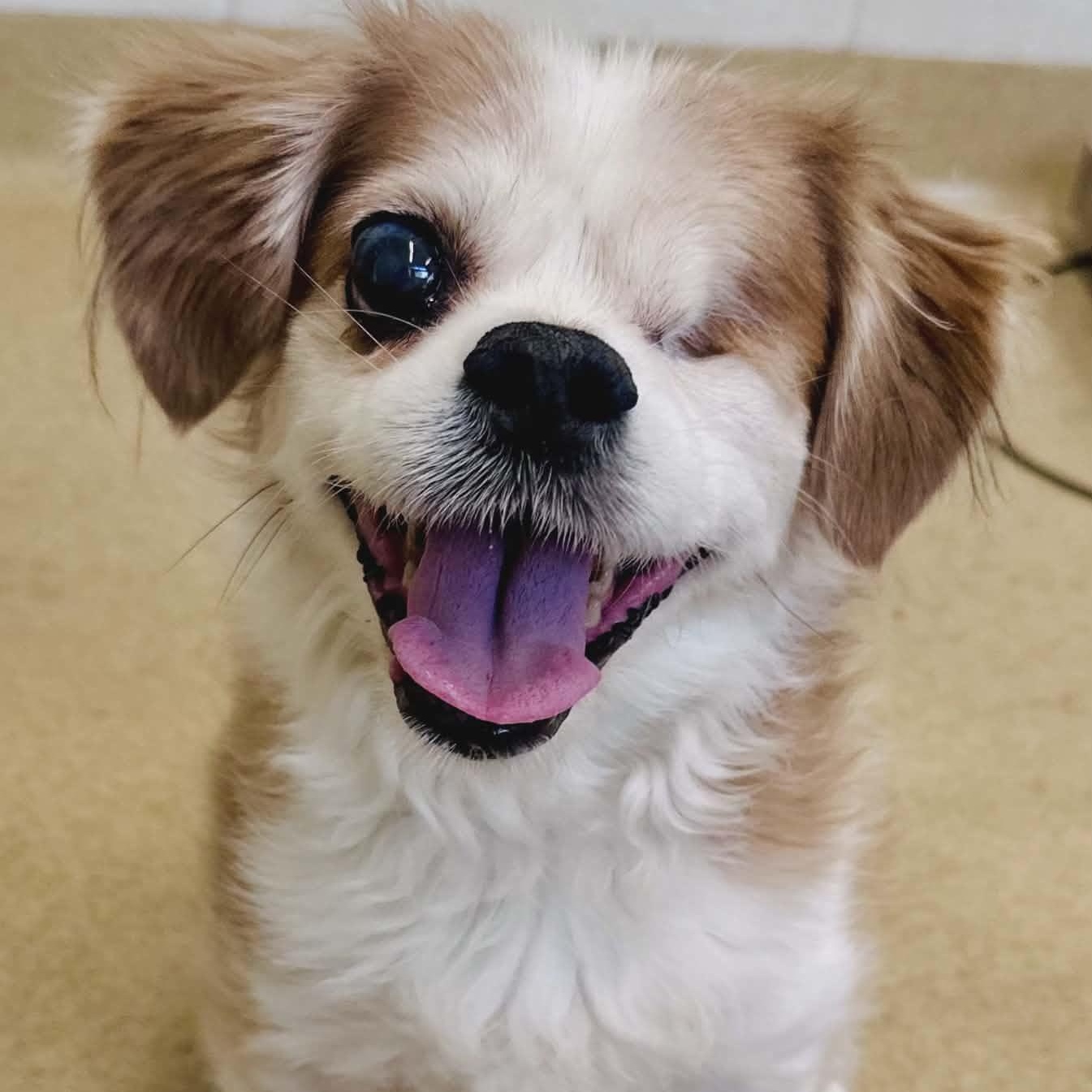 Fitz, adopted, Senior Male Cocker Spaniel.