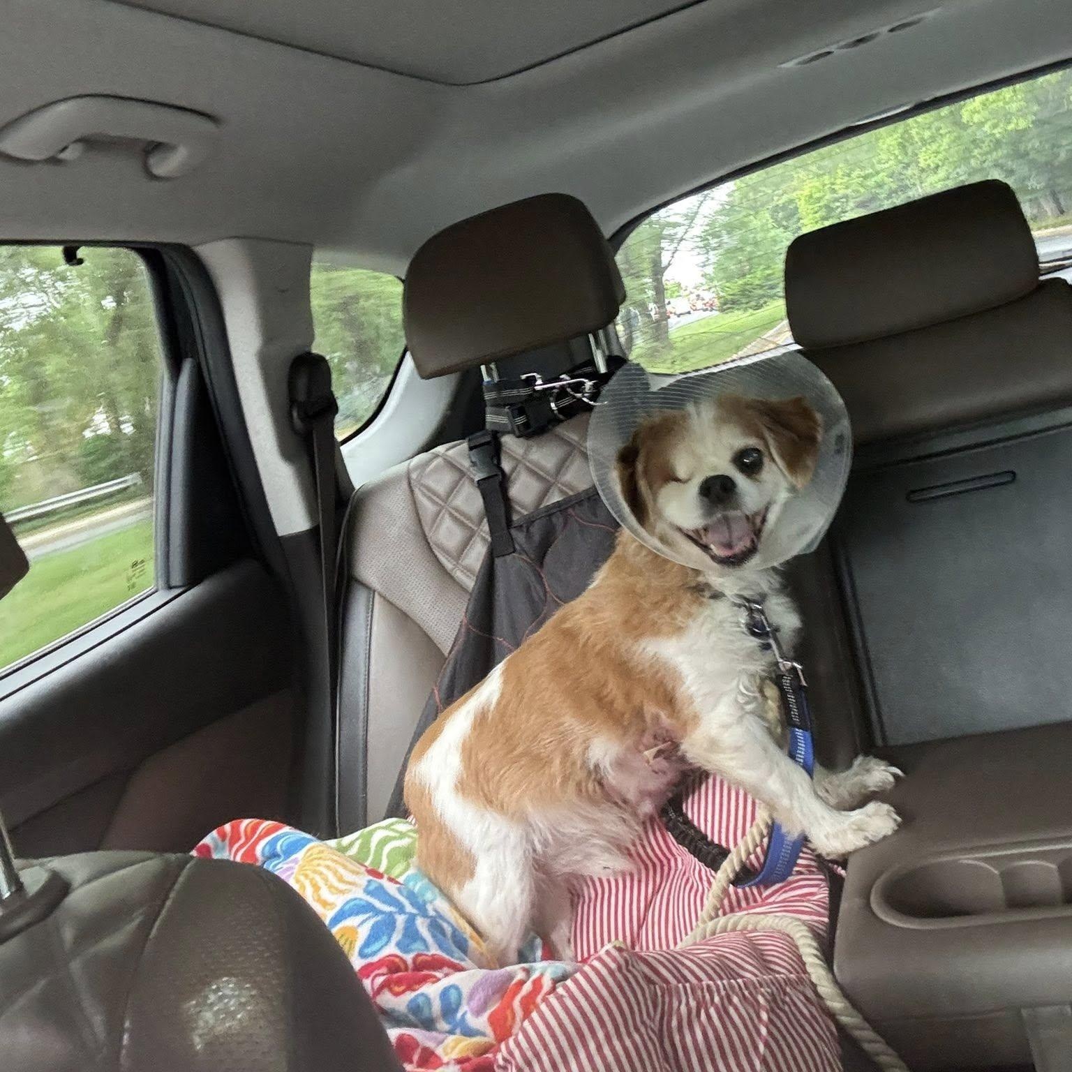 Fitz, an adopted mixed breed in Rockville, MD image 3/6