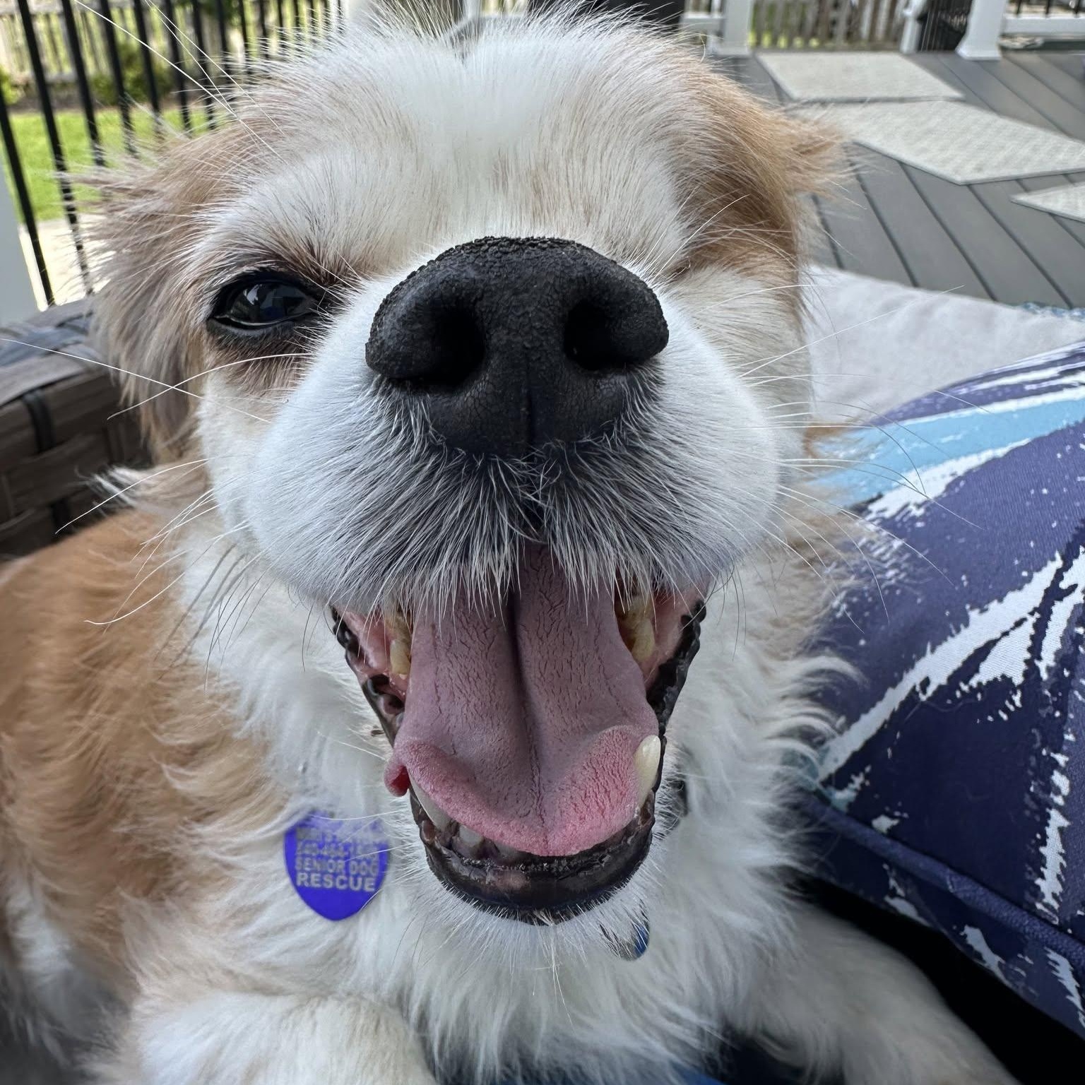 Fitz, an adopted mixed breed in Rockville, MD image 2/6