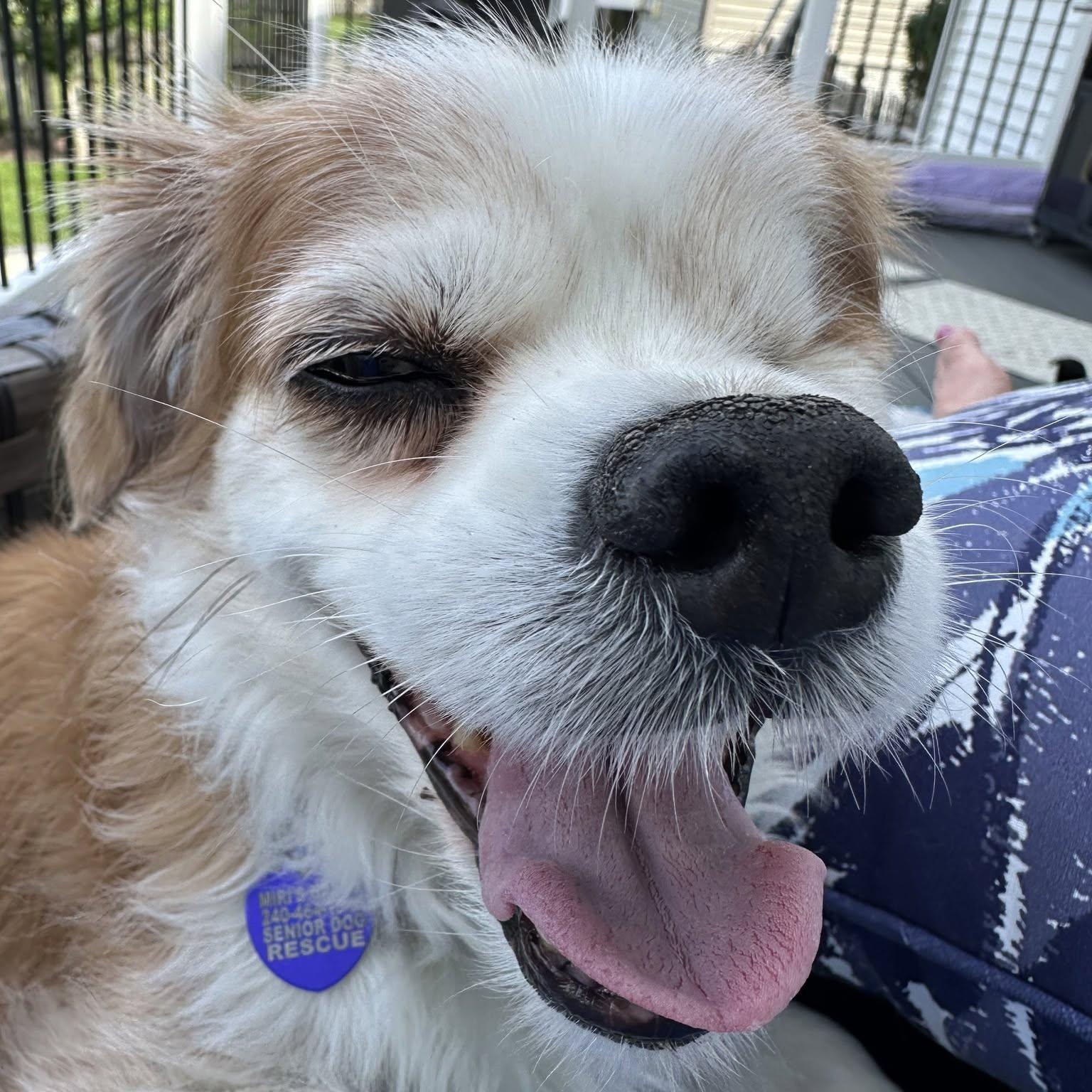 Fitz, an adopted mixed breed in Rockville, MD image 6/6