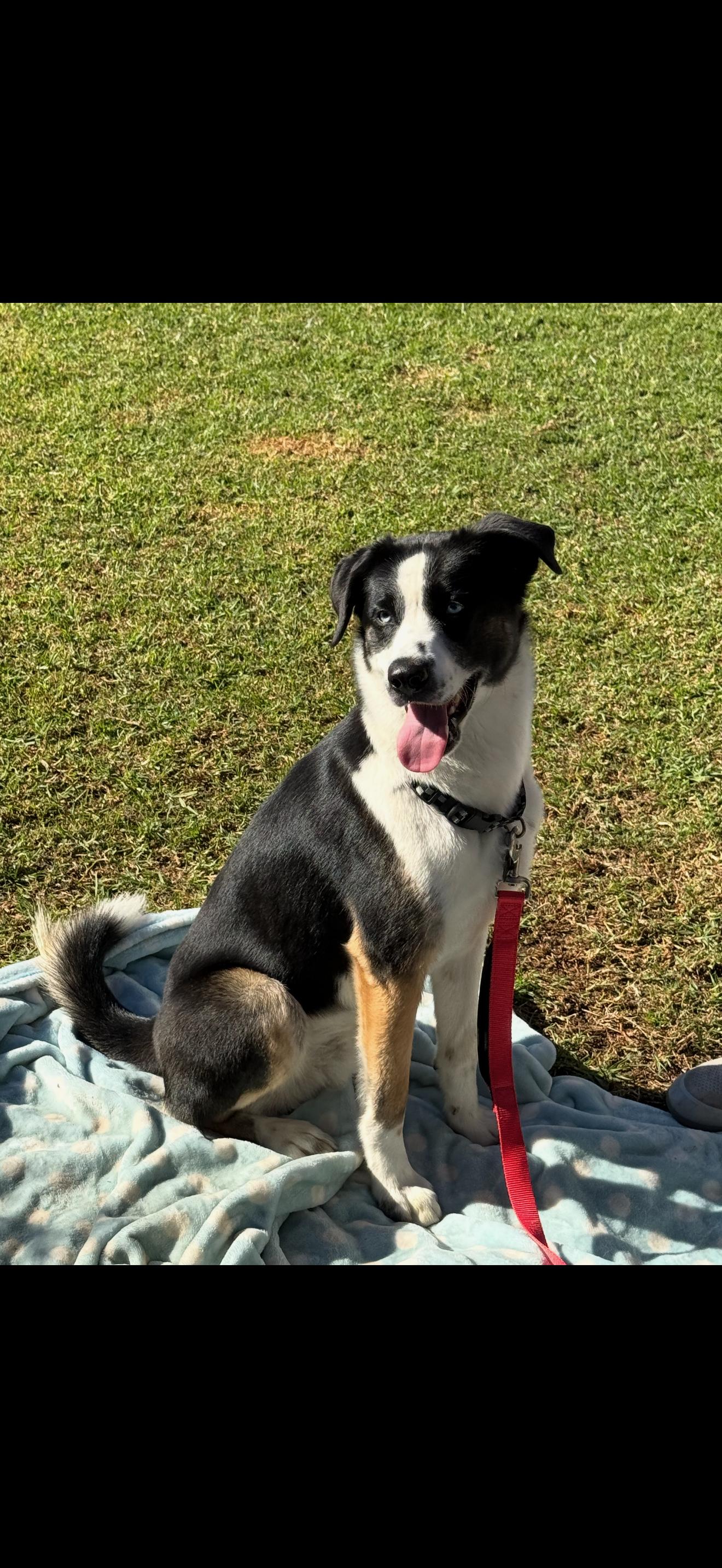 Enlarge Lucky, a ADOPTABLE mixed breed in Huntington Beach, CA image 2/3