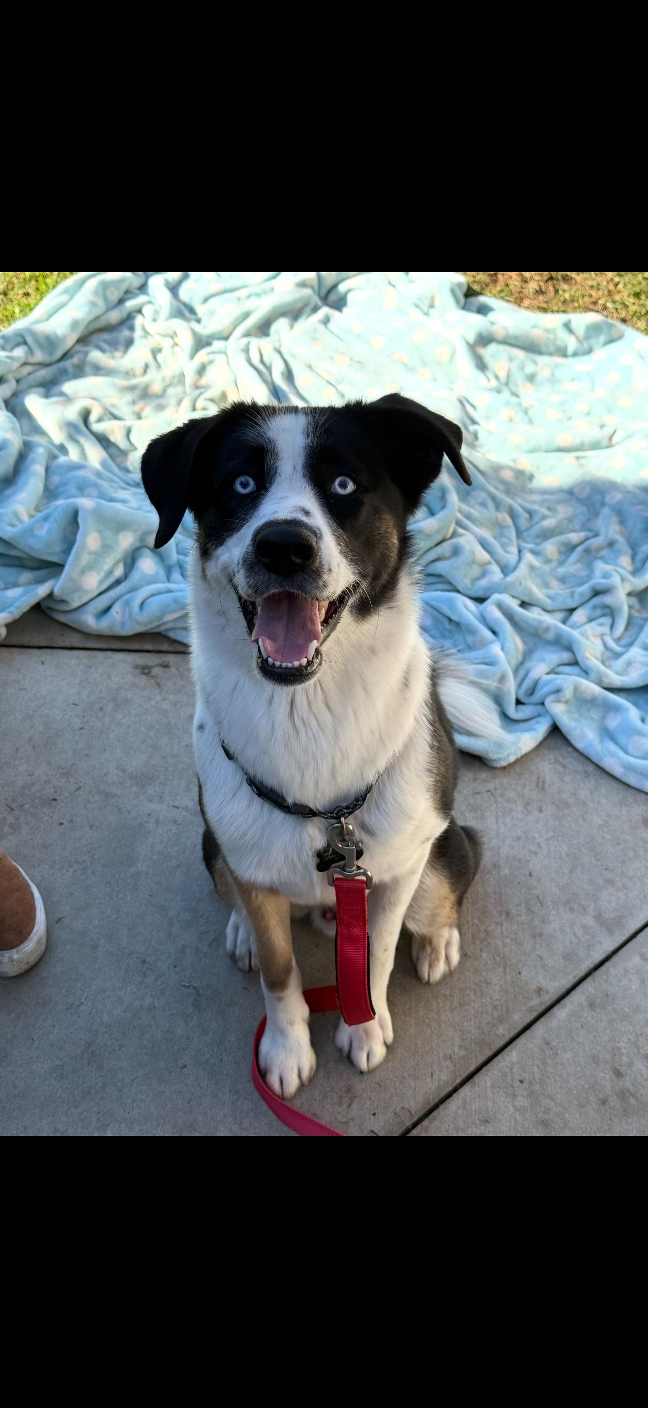 Lucky, ADOPTABLE, Young Male Husky & Chihuahua.