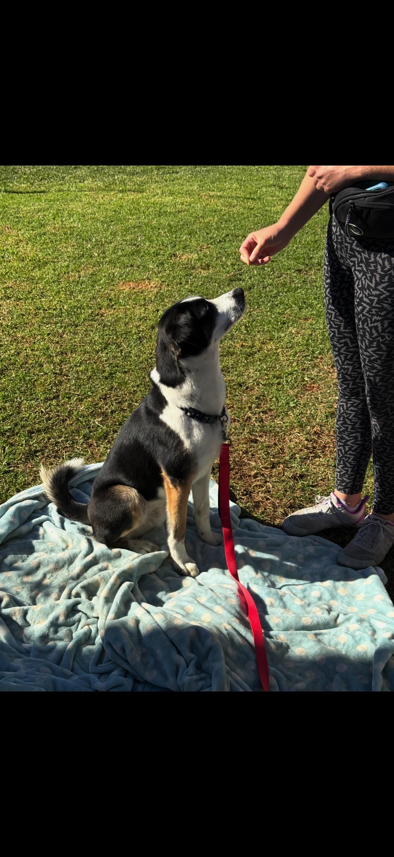 Enlarge Lucky, a ADOPTABLE mixed breed in Huntington Beach, CA image 3/3
