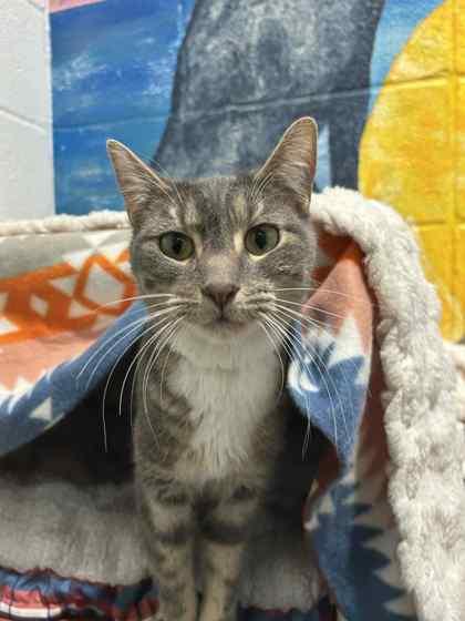 Coraline, Adoptable, Kitten Female Domestic Short Hair & Domestic Short Hair.