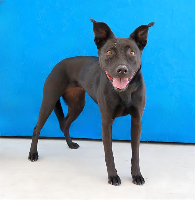 Enlarge MARIANA, a Adoptable Catahoula Leopard Dog in Baldwin Park, CA image 1/1