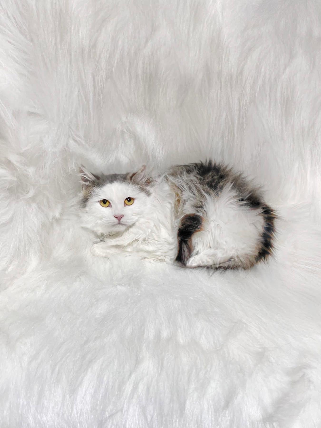 Enlarge Munchkin, a ADOPTABLE Domestic Long Hair in Reading, PA image 1/1