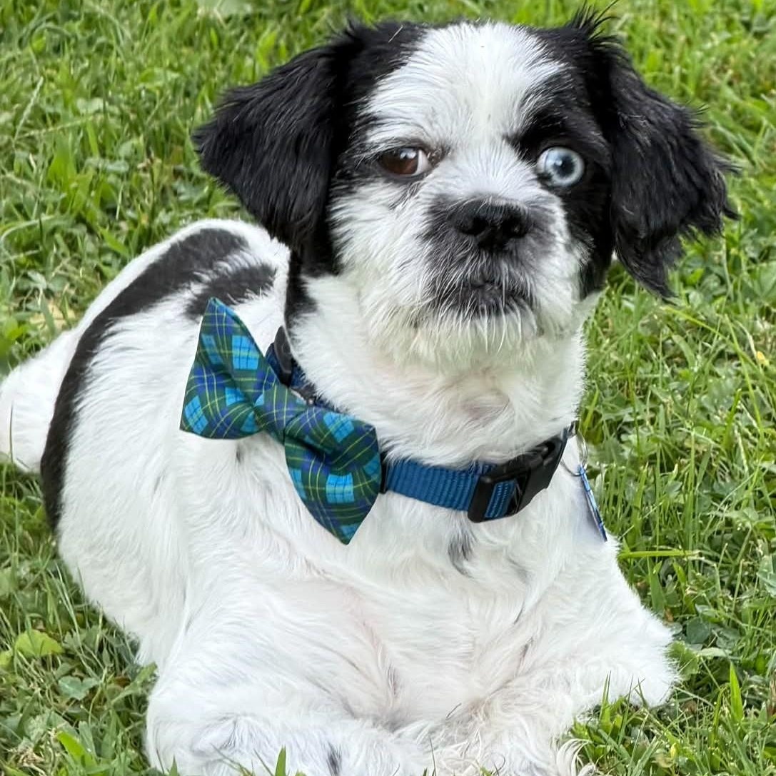 Enlarge Valentine, a Adoptable Shih Tzu in Cherry Hill, NJ image 2/6