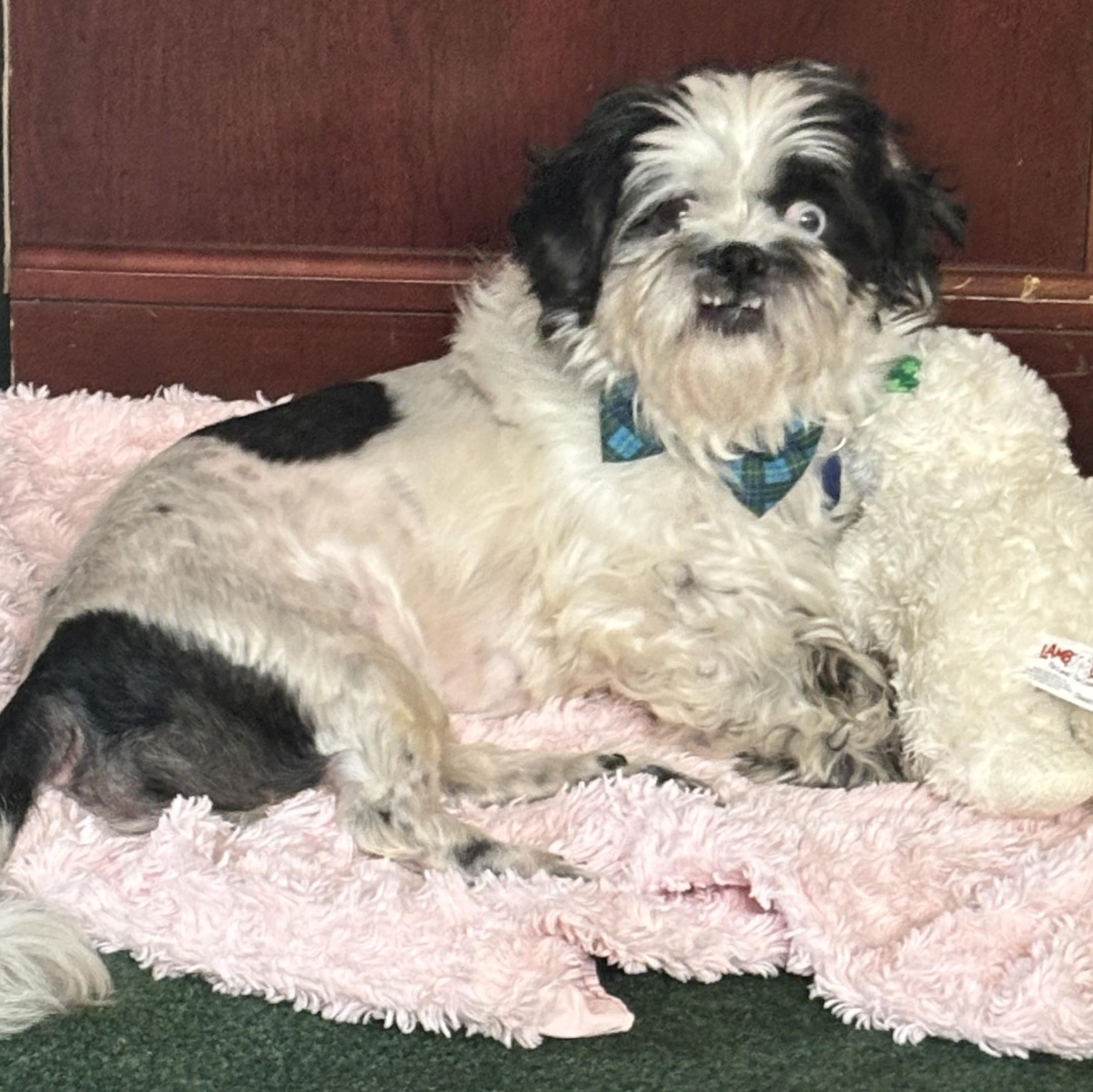 Enlarge Valentine, a Adoptable Shih Tzu in Cherry Hill, NJ image 5/6