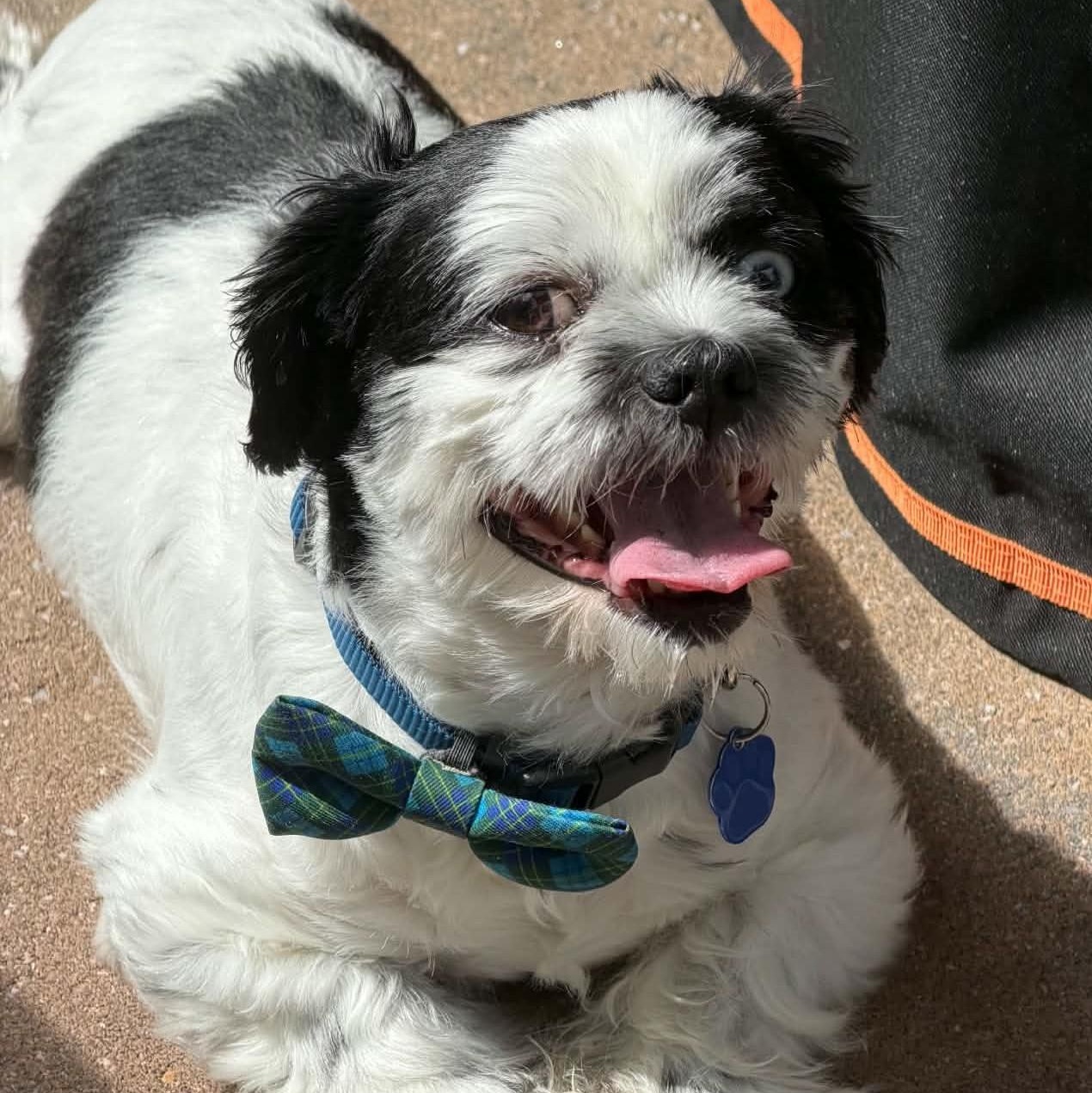 Enlarge Valentine, a Adoptable Shih Tzu in Cherry Hill, NJ image 4/6