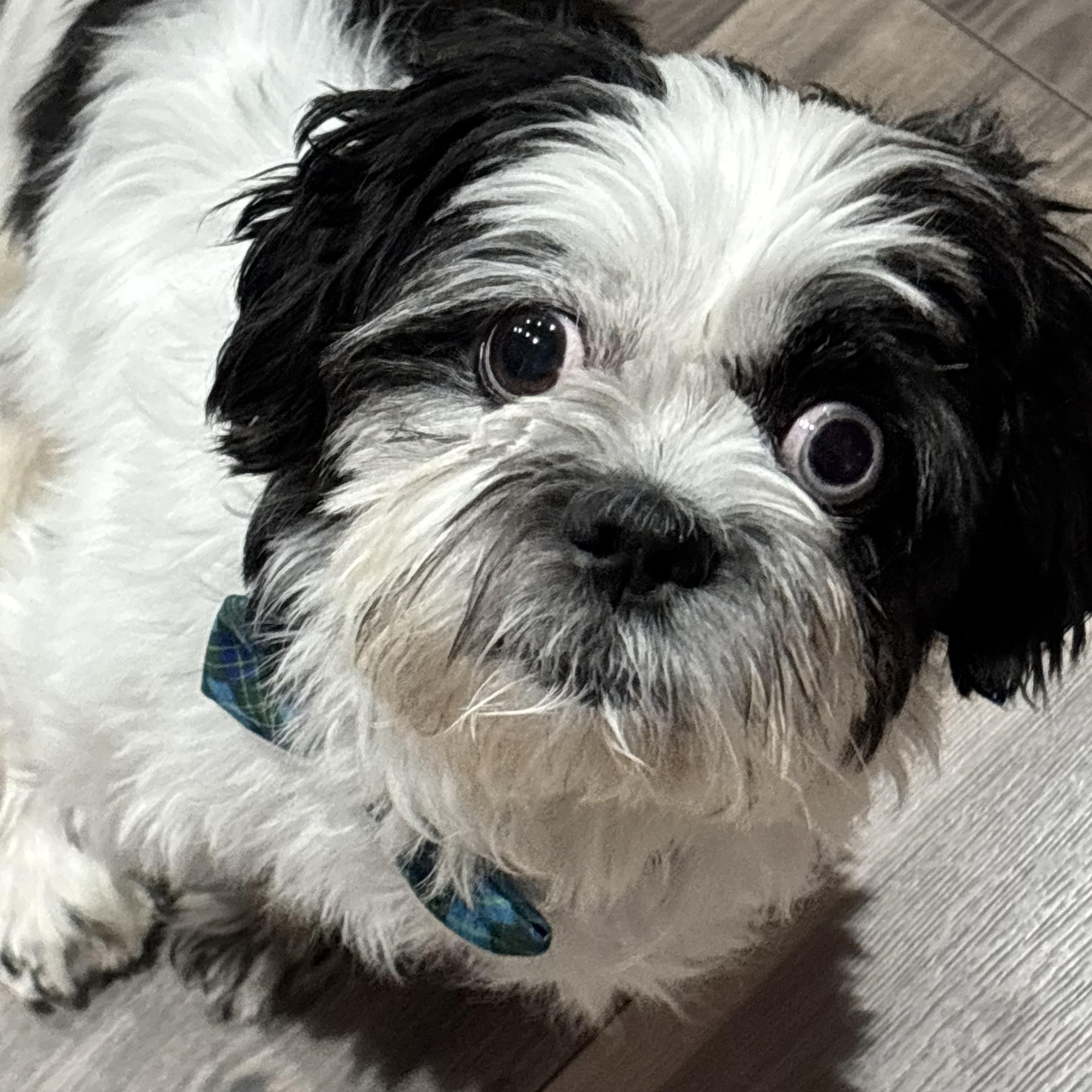 Enlarge Valentine, a Adoptable Shih Tzu in Cherry Hill, NJ image 1/6