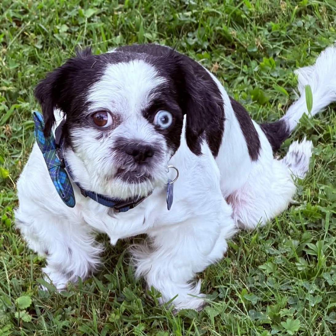 Enlarge Valentine, a Adoptable Shih Tzu in Cherry Hill, NJ image 3/6