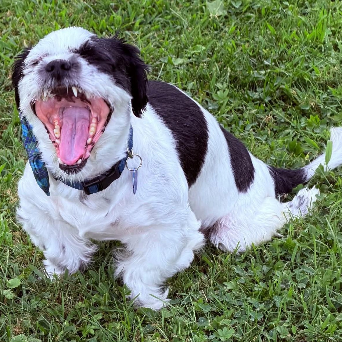 Enlarge Valentine, a Adoptable Shih Tzu in Cherry Hill, NJ image 6/6
