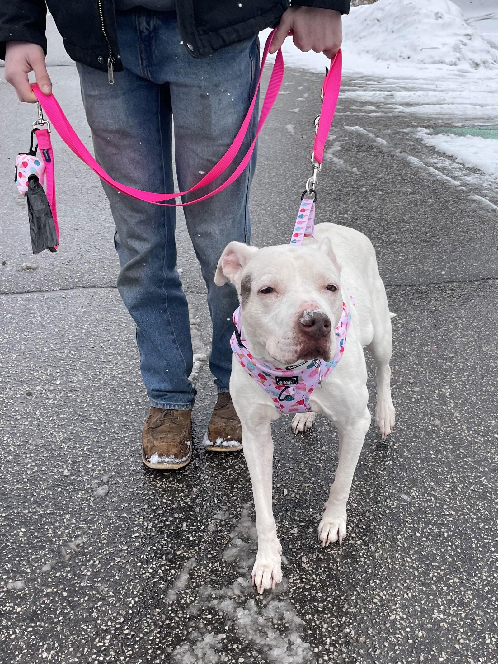 Queen Regina *Transportation Available*, Adoptable, Senior Female Pit Bull Terrier & Pointer.