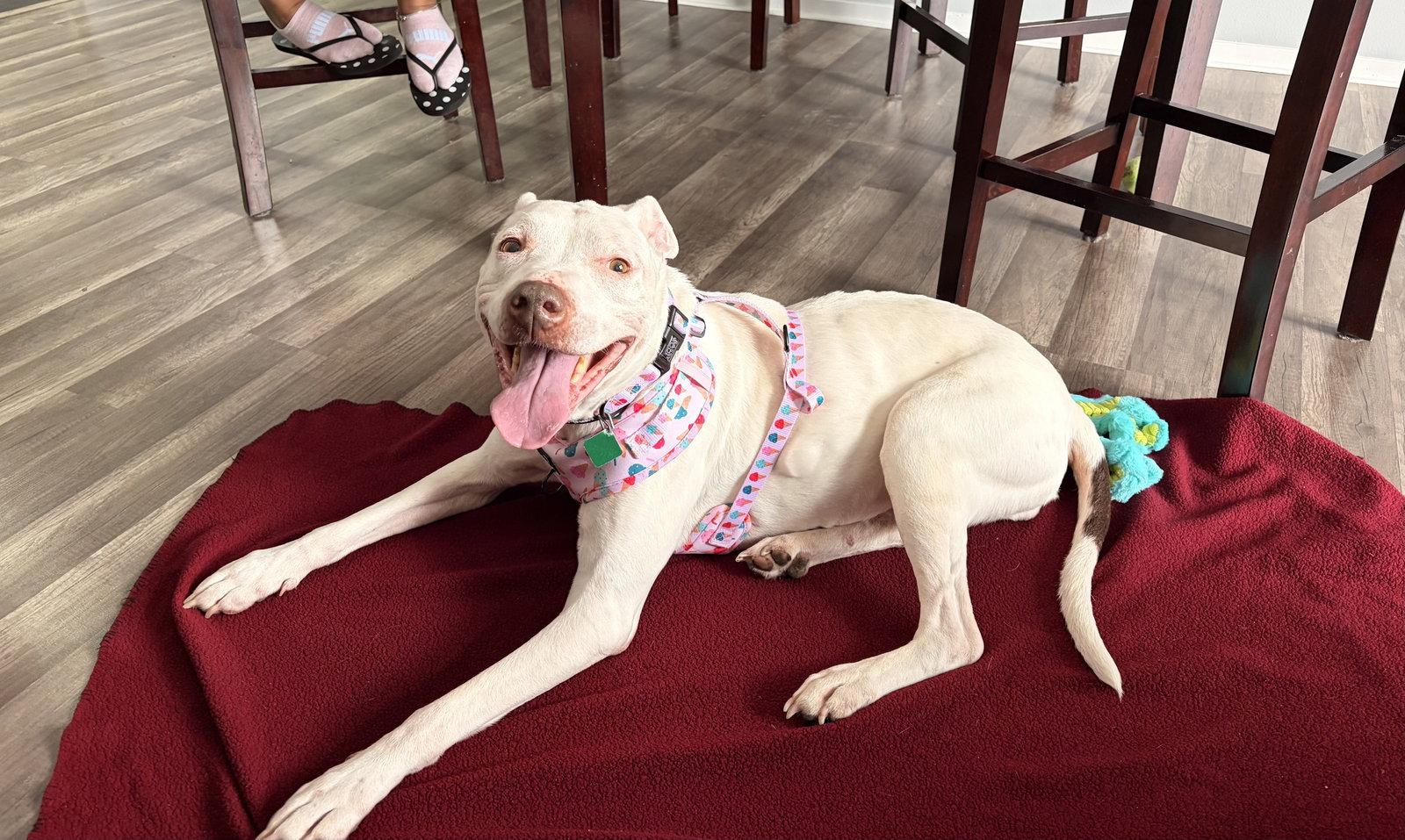 Enlarge Queen Regina *Transportation Available*, a Adoptable mixed breed in Oxford, MI image 2/3