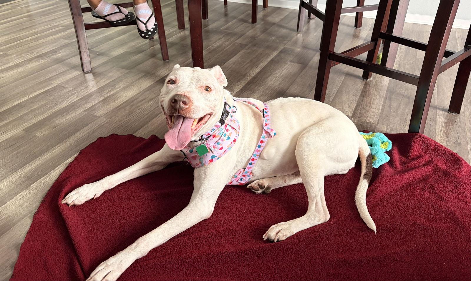 Enlarge Queen Regina *Transportation Available*, a Adoptable mixed breed in Oxford, MI image 3/3