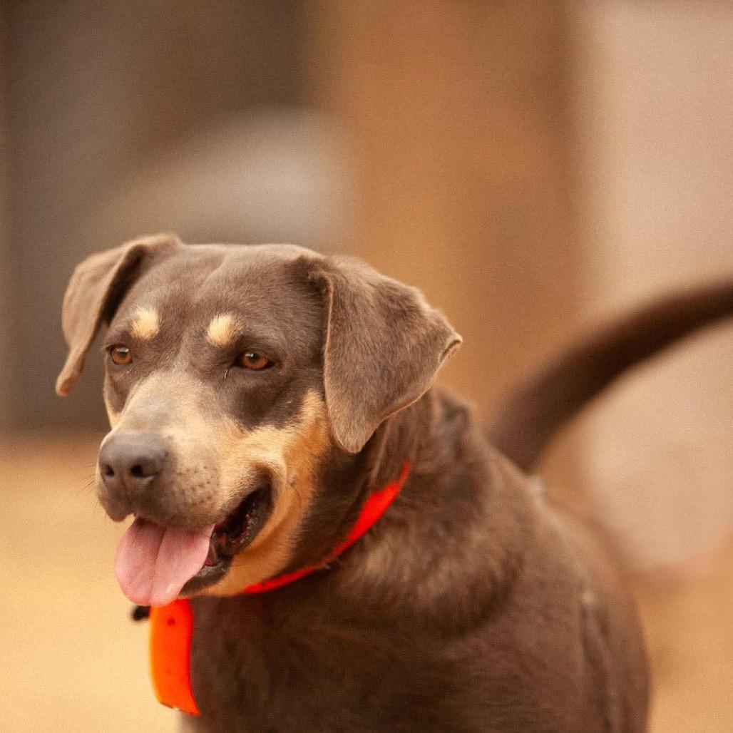 Cinder, Adoptable, Adult Female Mixed Breed.