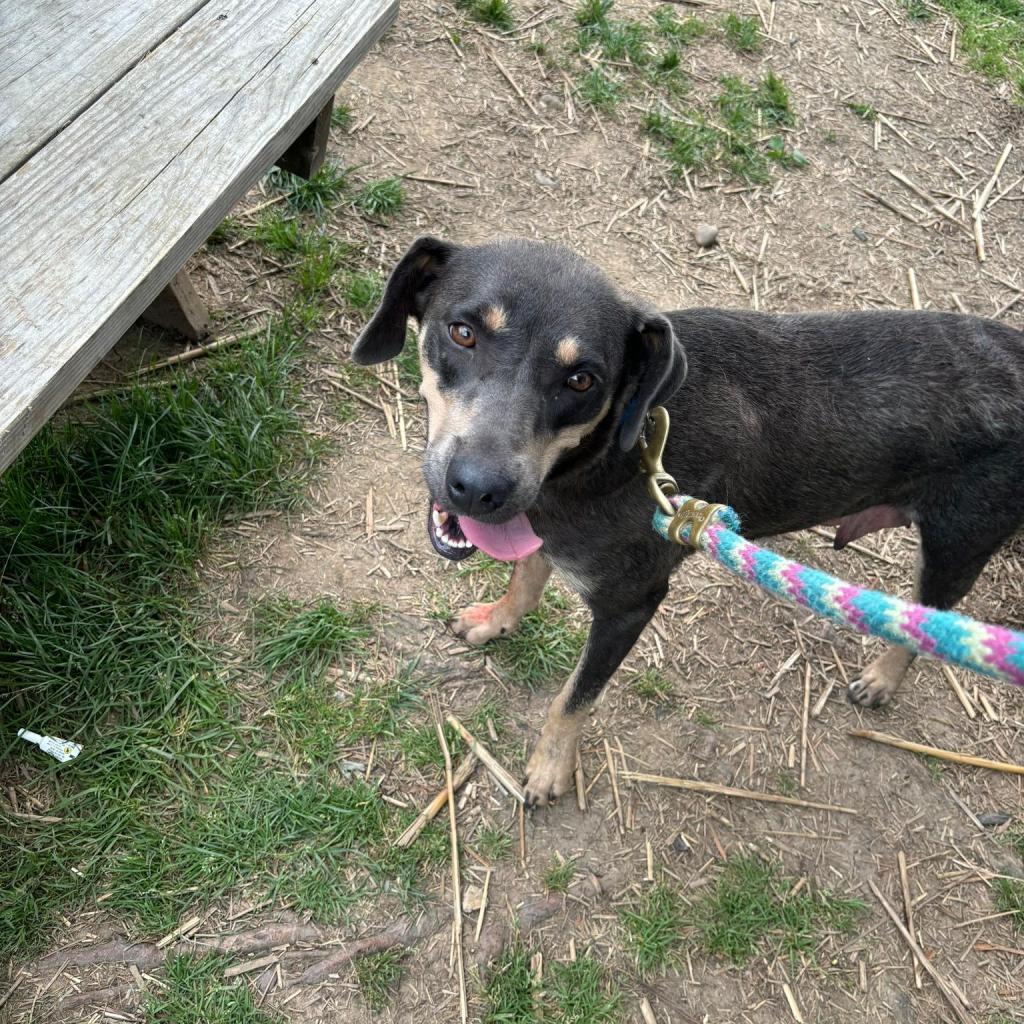 Enlarge Cinder, a Adoptable Mixed Breed in Huntington, WV image 2/4
