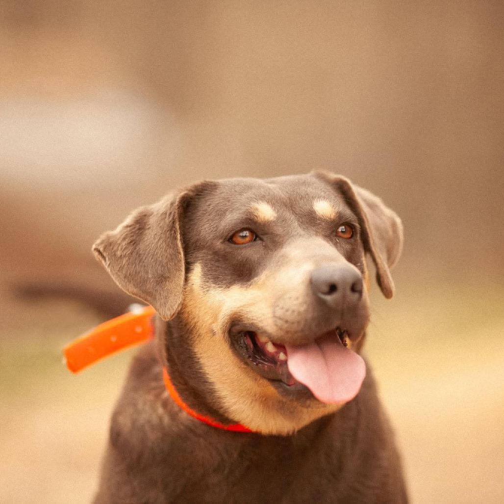 Enlarge Cinder, a Adoptable Mixed Breed in Huntington, WV image 3/4