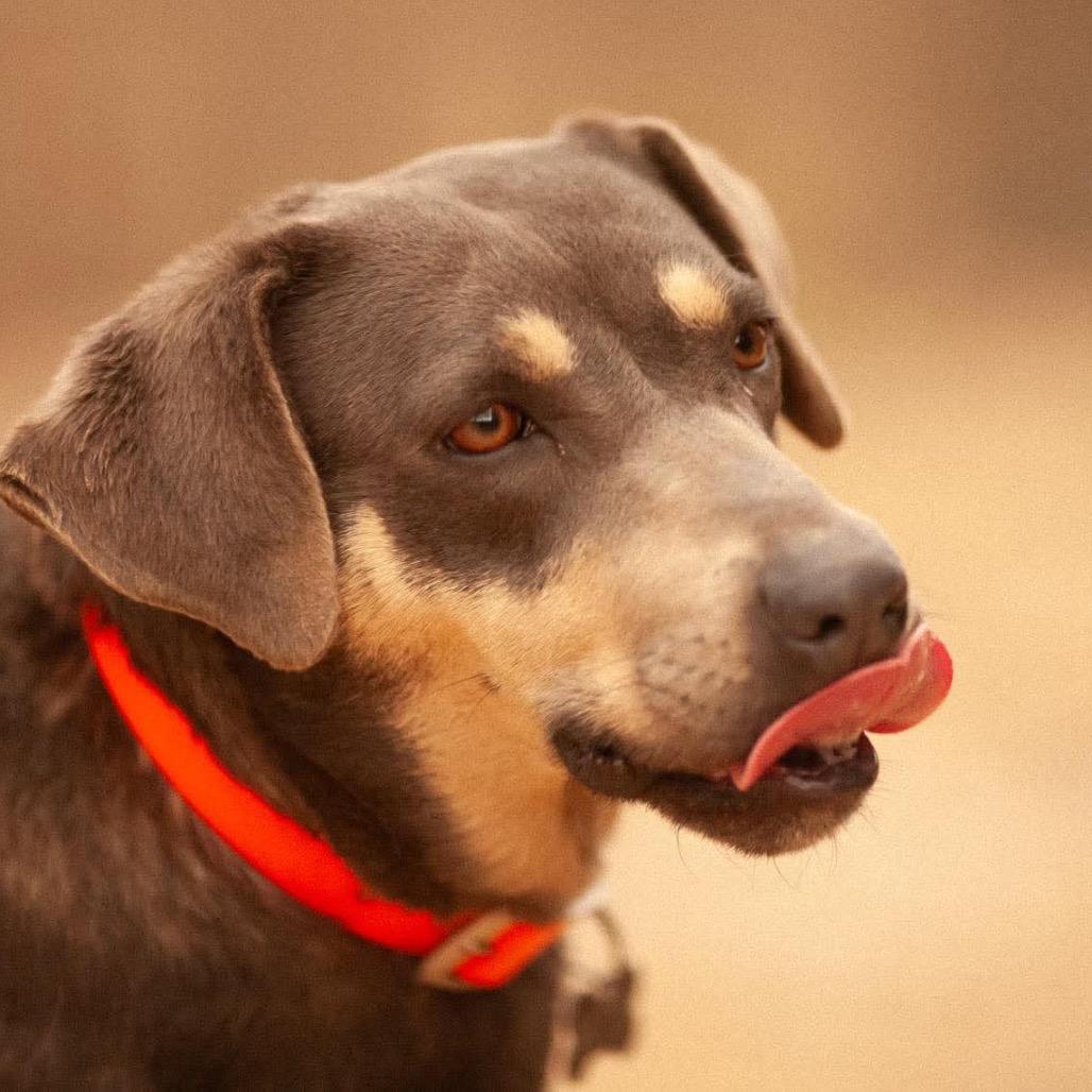 Enlarge Cinder, a Adoptable Mixed Breed in Huntington, WV image 4/4