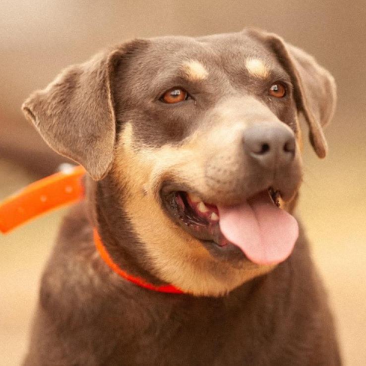 Cinder, a Adoptable Mixed Breed in Huntington, WV image 5/6