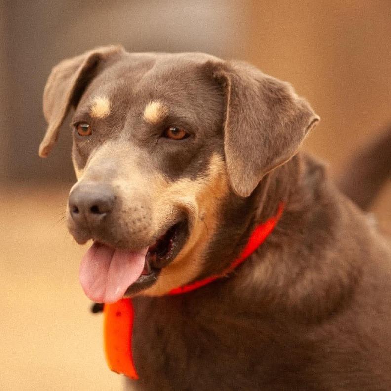 Cinder, a Adoptable Mixed Breed in Huntington, WV image 6/6