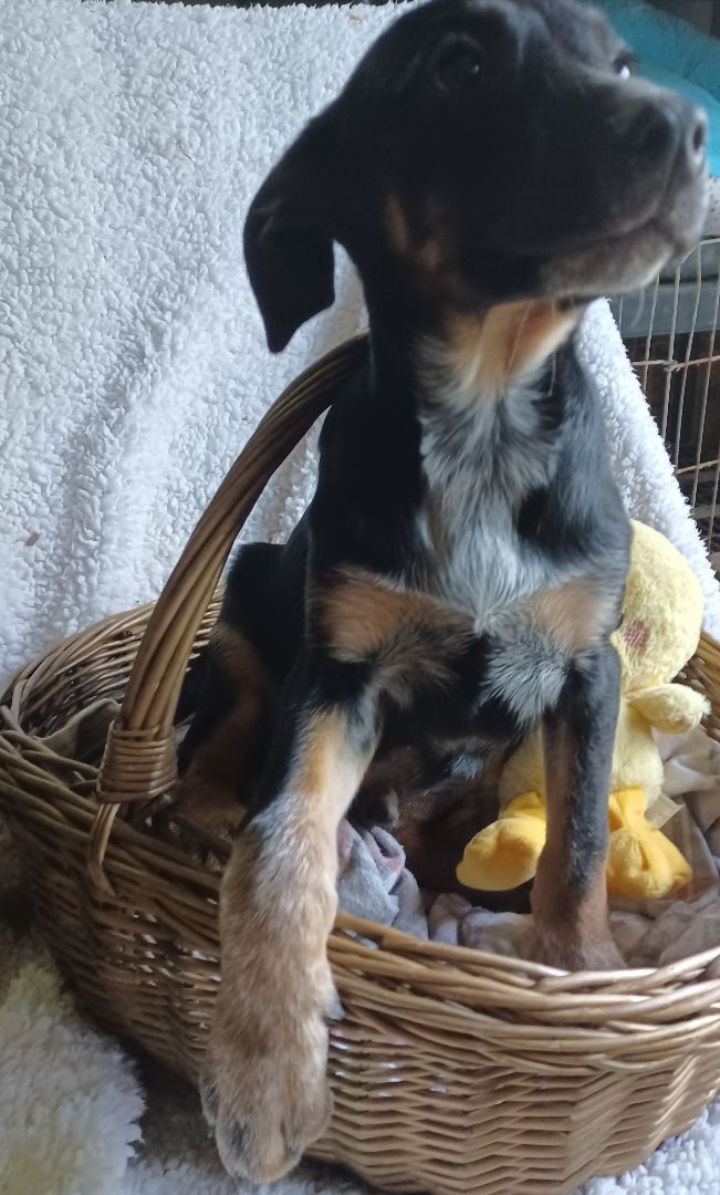 Bartow, Adoptable, Adult Male Hound & Shepherd.