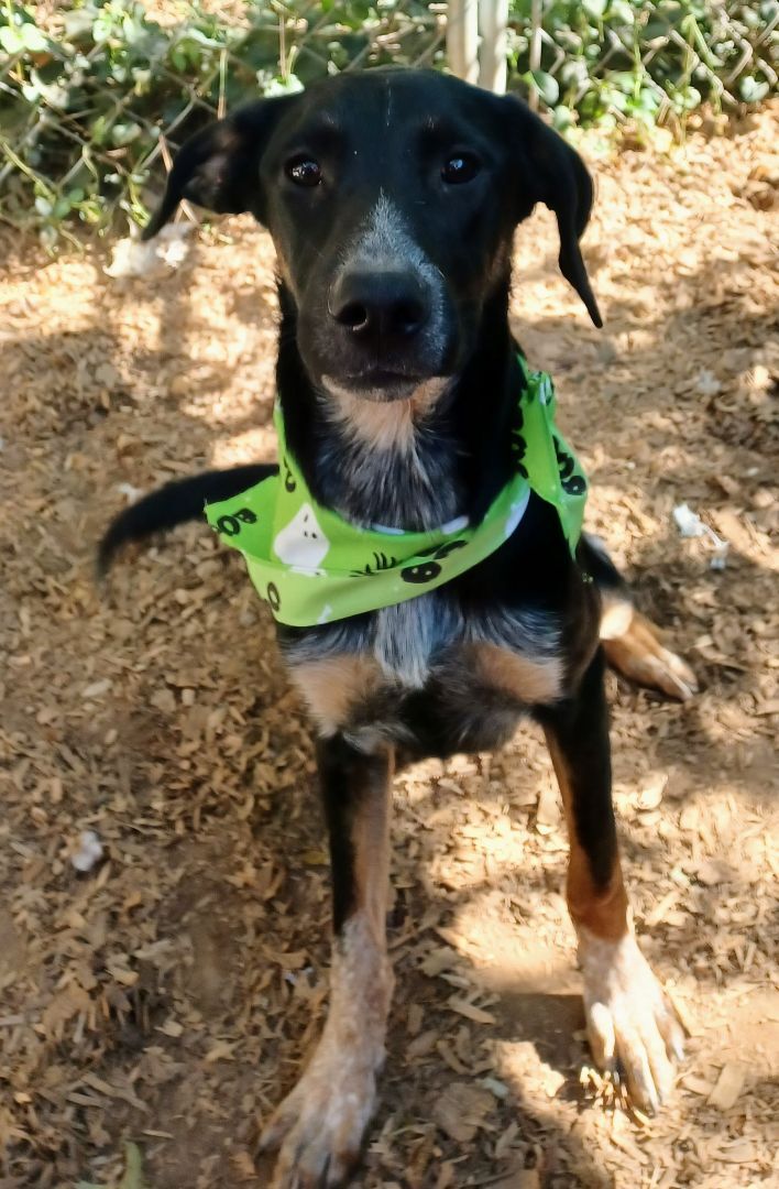 Bartow, a Adoptable mixed breed in Chattanooga, TN image 2/7