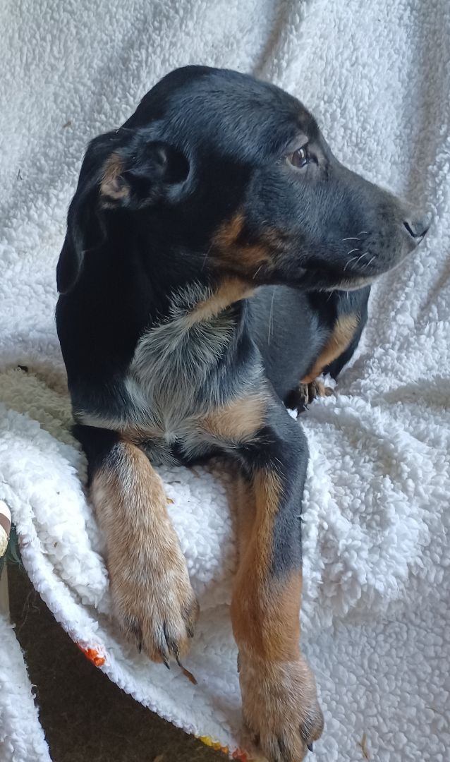 Bartow, a Adoptable mixed breed in Chattanooga, TN image 3/7