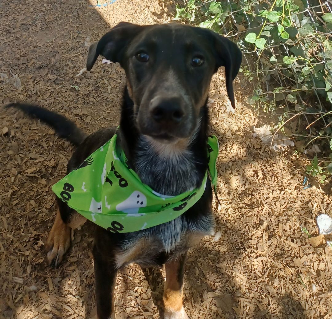 Bartow, a Adoptable mixed breed in Chattanooga, TN image 5/7