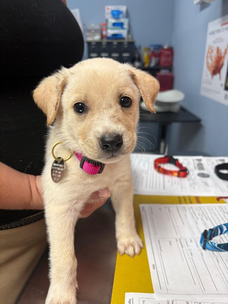 Enlarge Diadem, a Adoptable mixed breed in Reno, NV image 2/2