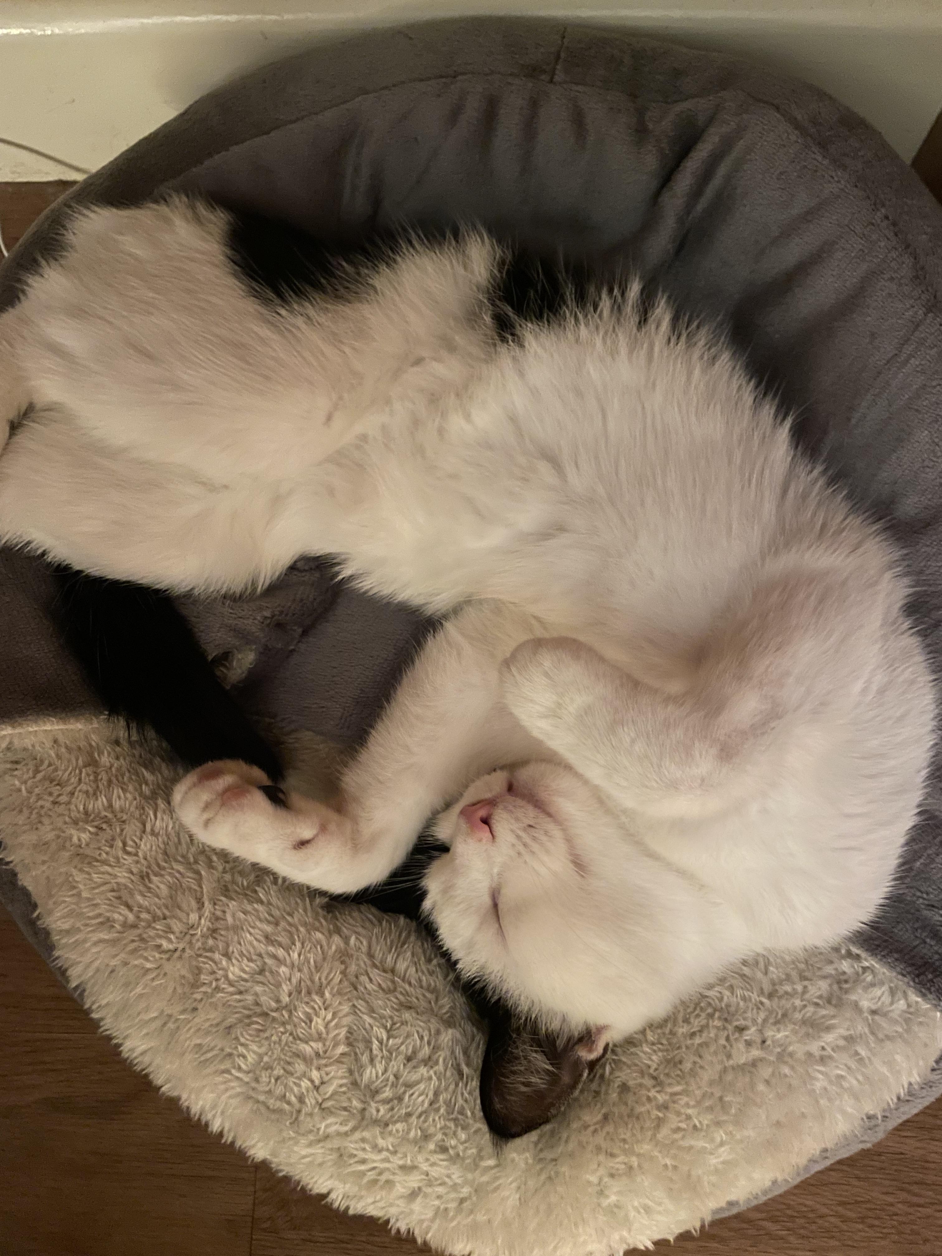 Enlarge Bea Courtesy post, a Adoptable Domestic Short Hair in Oberlin, OH image 3/6
