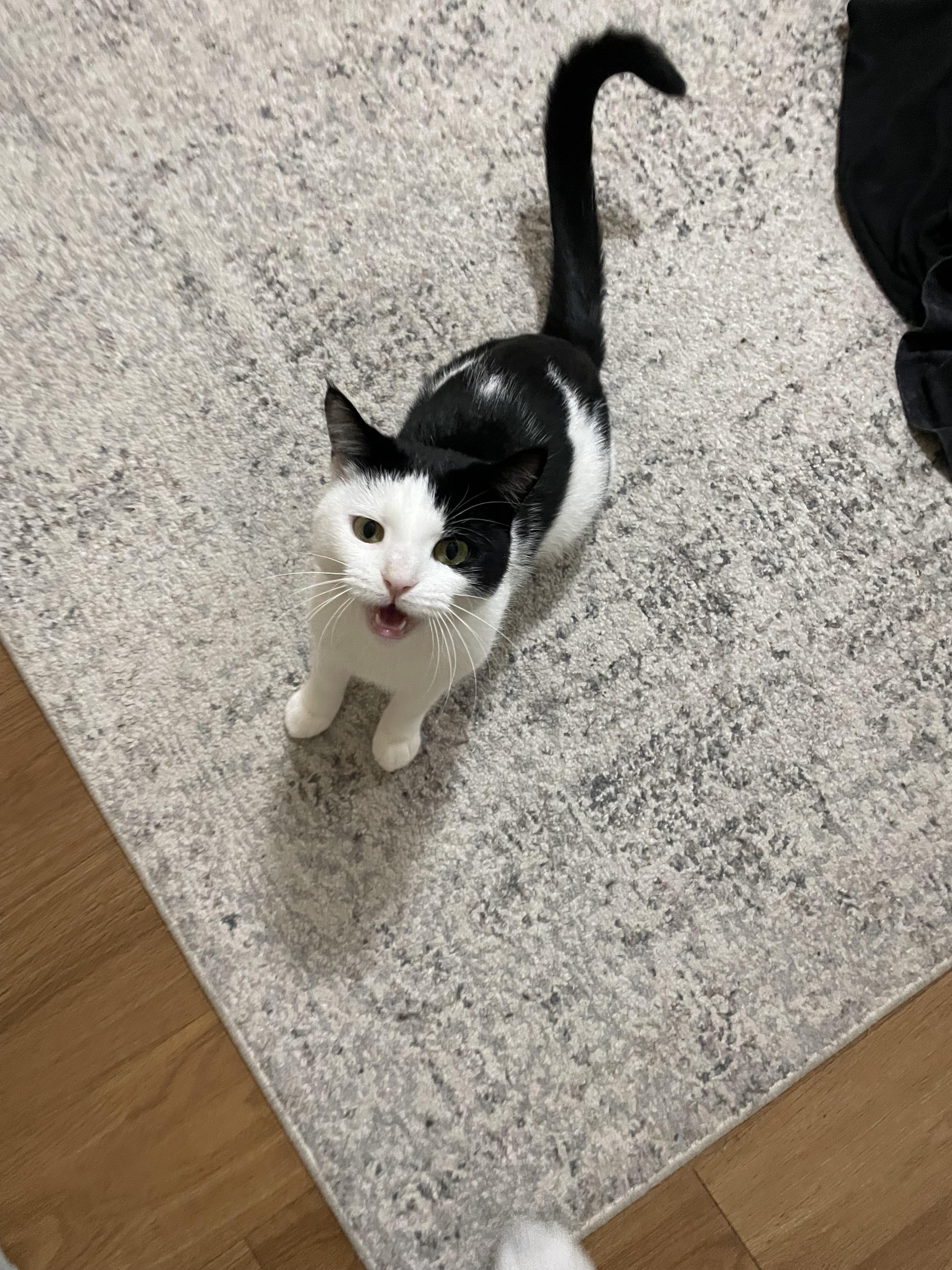 Enlarge Bea Courtesy post, a Adoptable Domestic Short Hair in Oberlin, OH image 6/6