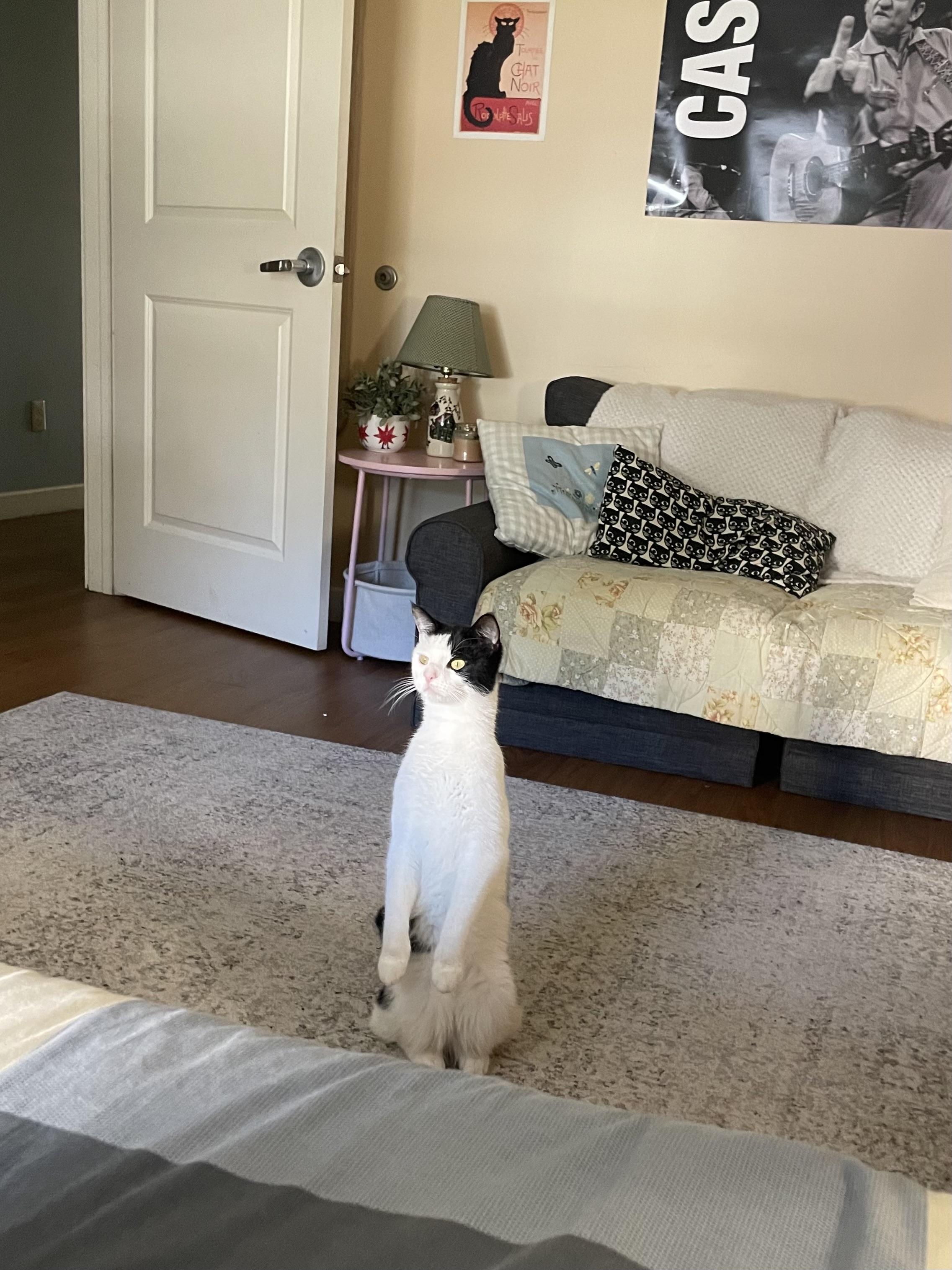 Enlarge Bea Courtesy post, a Adoptable Domestic Short Hair in Oberlin, OH image 5/6