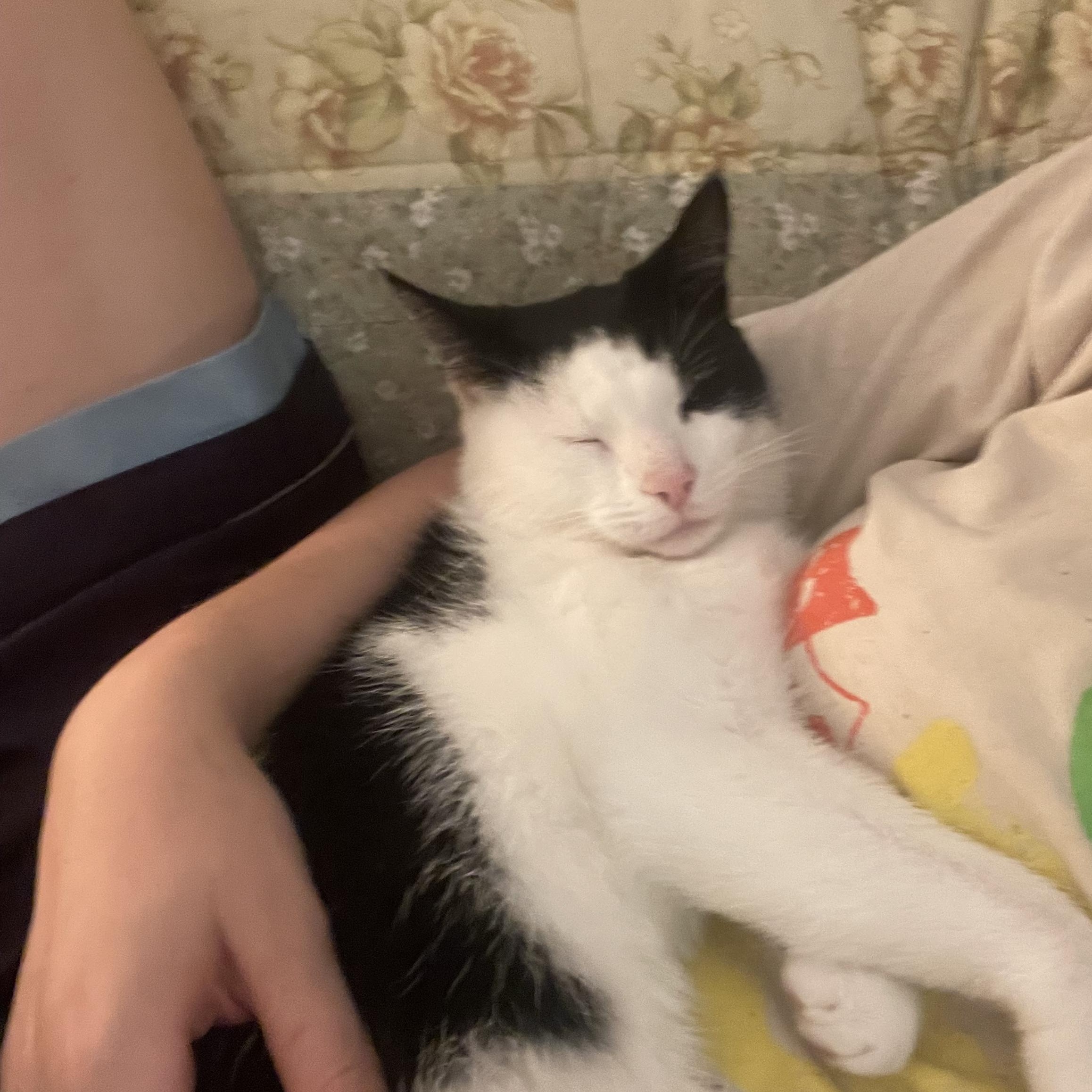 Enlarge Bea Courtesy post, a Adoptable Domestic Short Hair in Oberlin, OH image 4/6