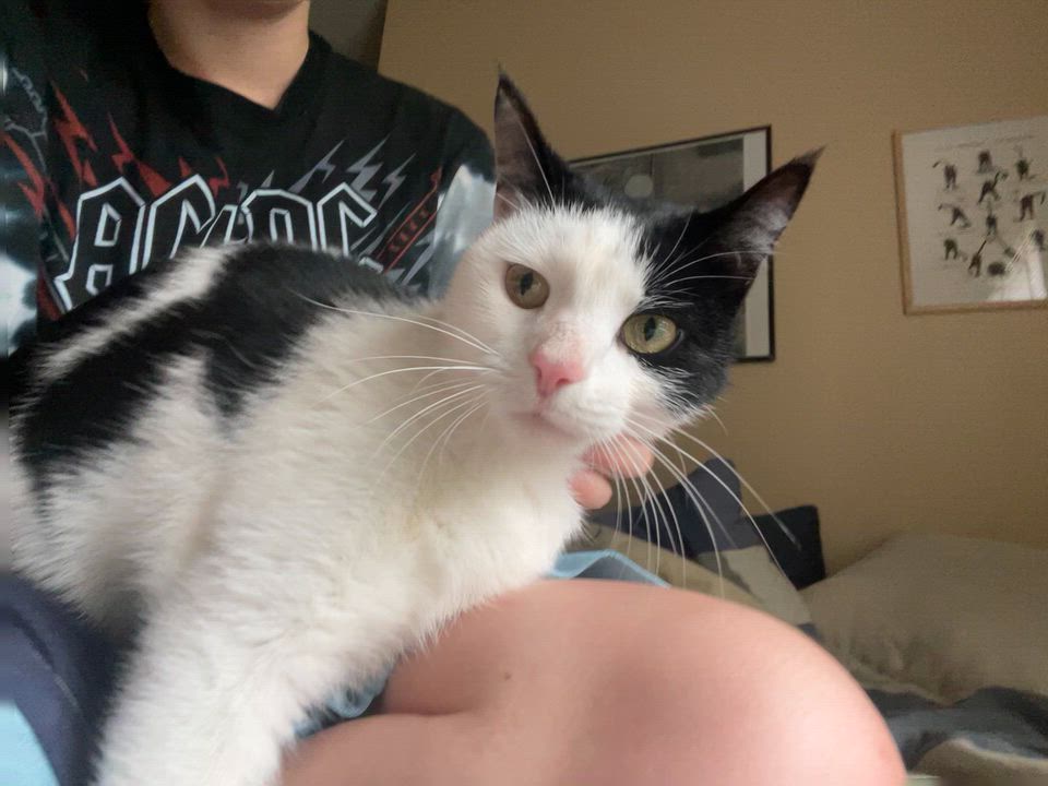 Enlarge Bea Courtesy post, a Adoptable Domestic Short Hair in Oberlin, OH video 2/6