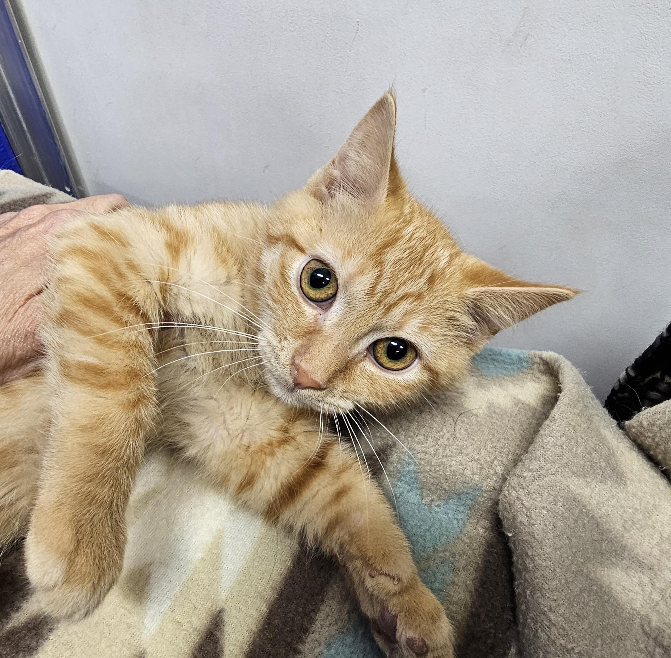 Uncle Fester, Adoptable, Kitten Male Domestic Short Hair.