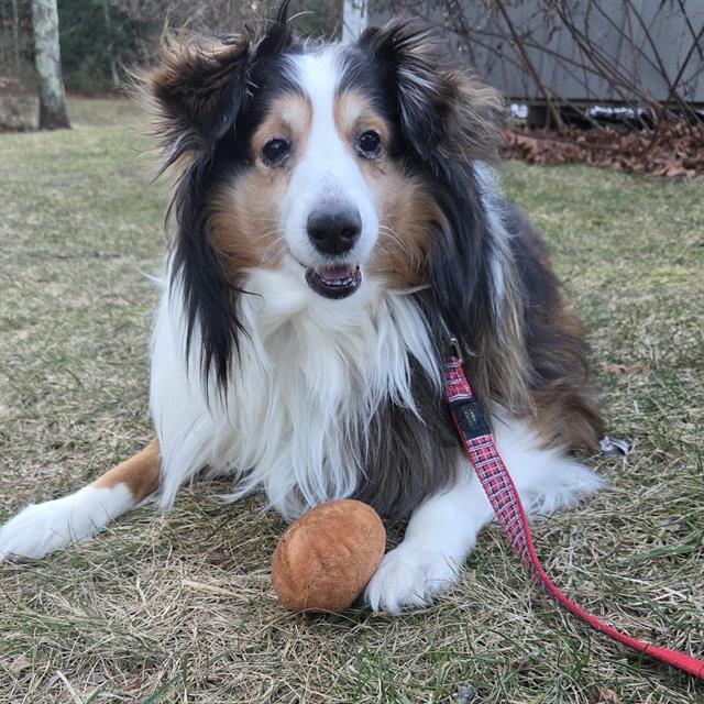 Enlarge BAILEY, a Adoptable Shetland Sheepdog / Sheltie in Centerville, MA image 1/1