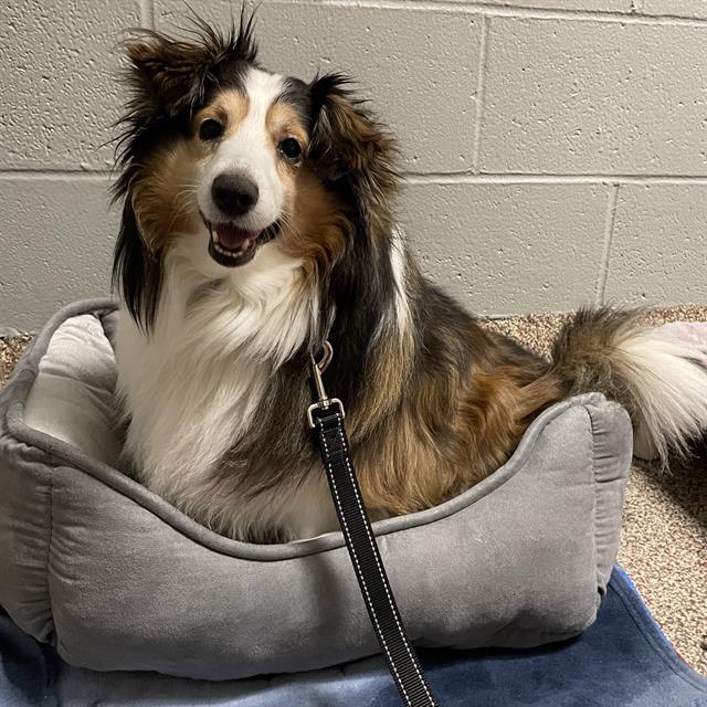 BAILEY, Adoptable, Adult Male Shetland Sheepdog / Sheltie.
